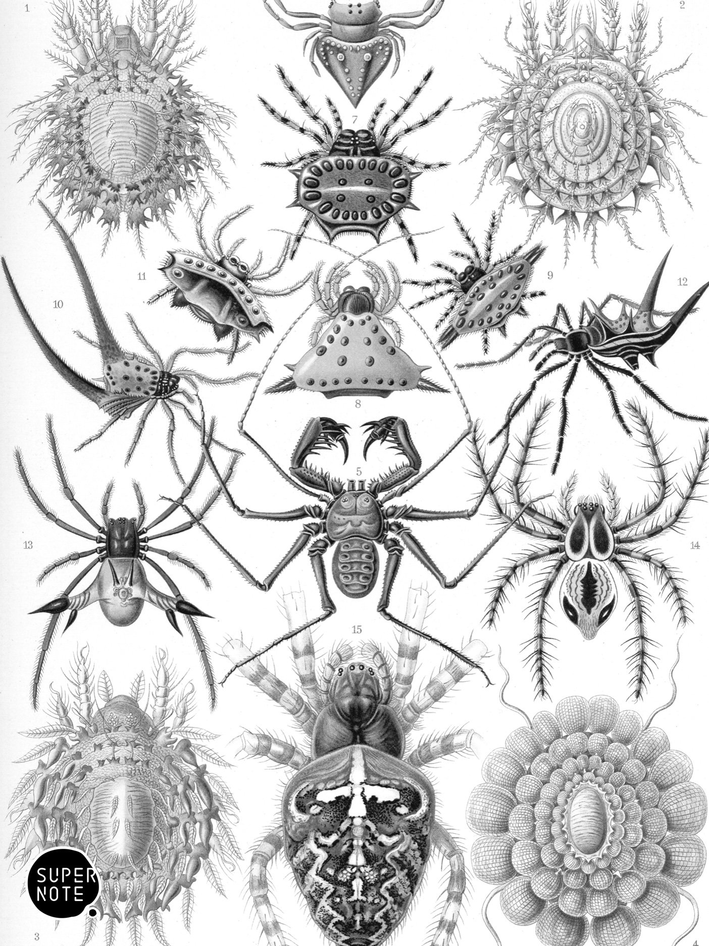 Supernote Screensaver - Ernst Haeckell #064