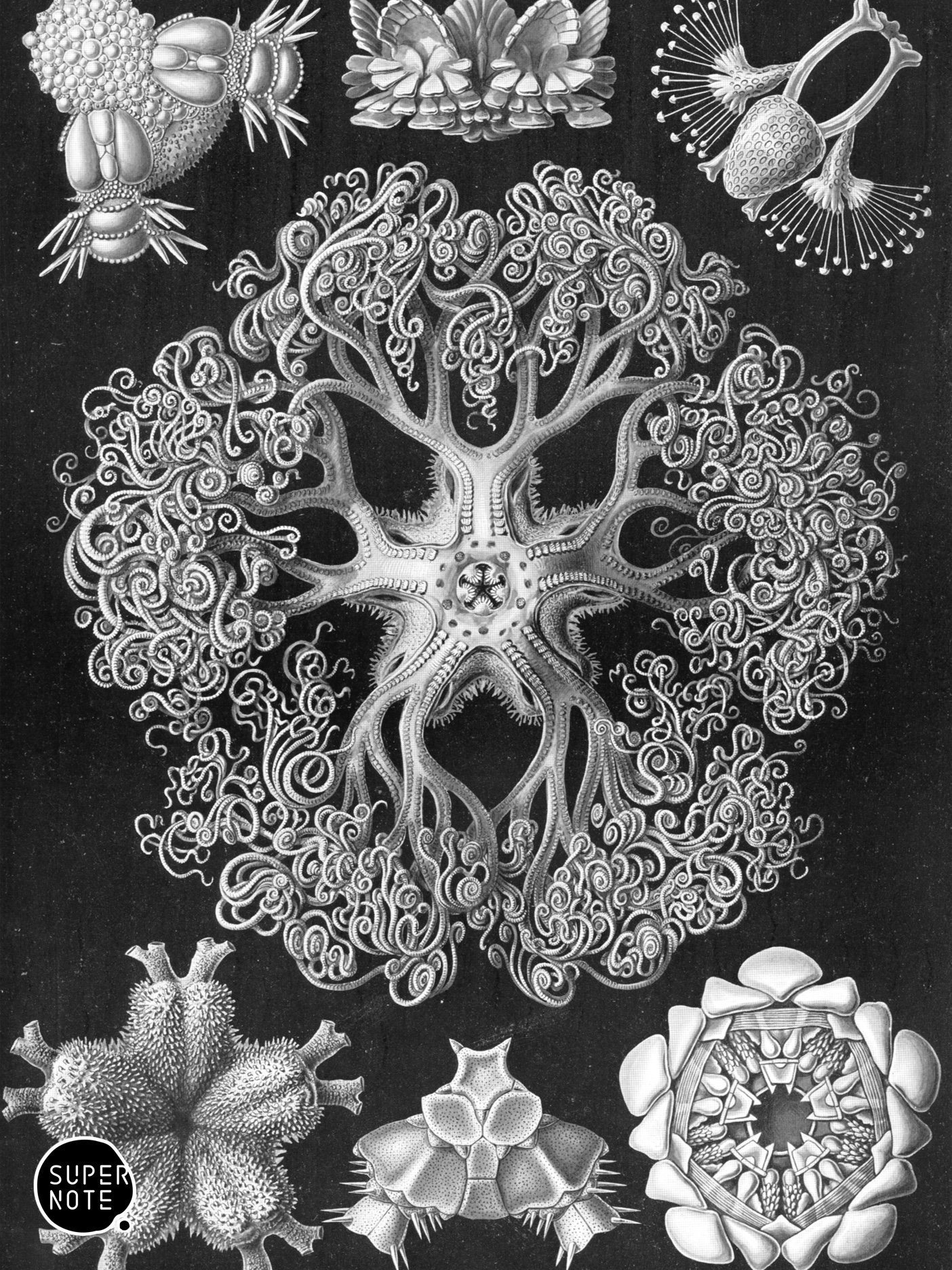 Supernote Screensaver - Ernst Haeckell #067