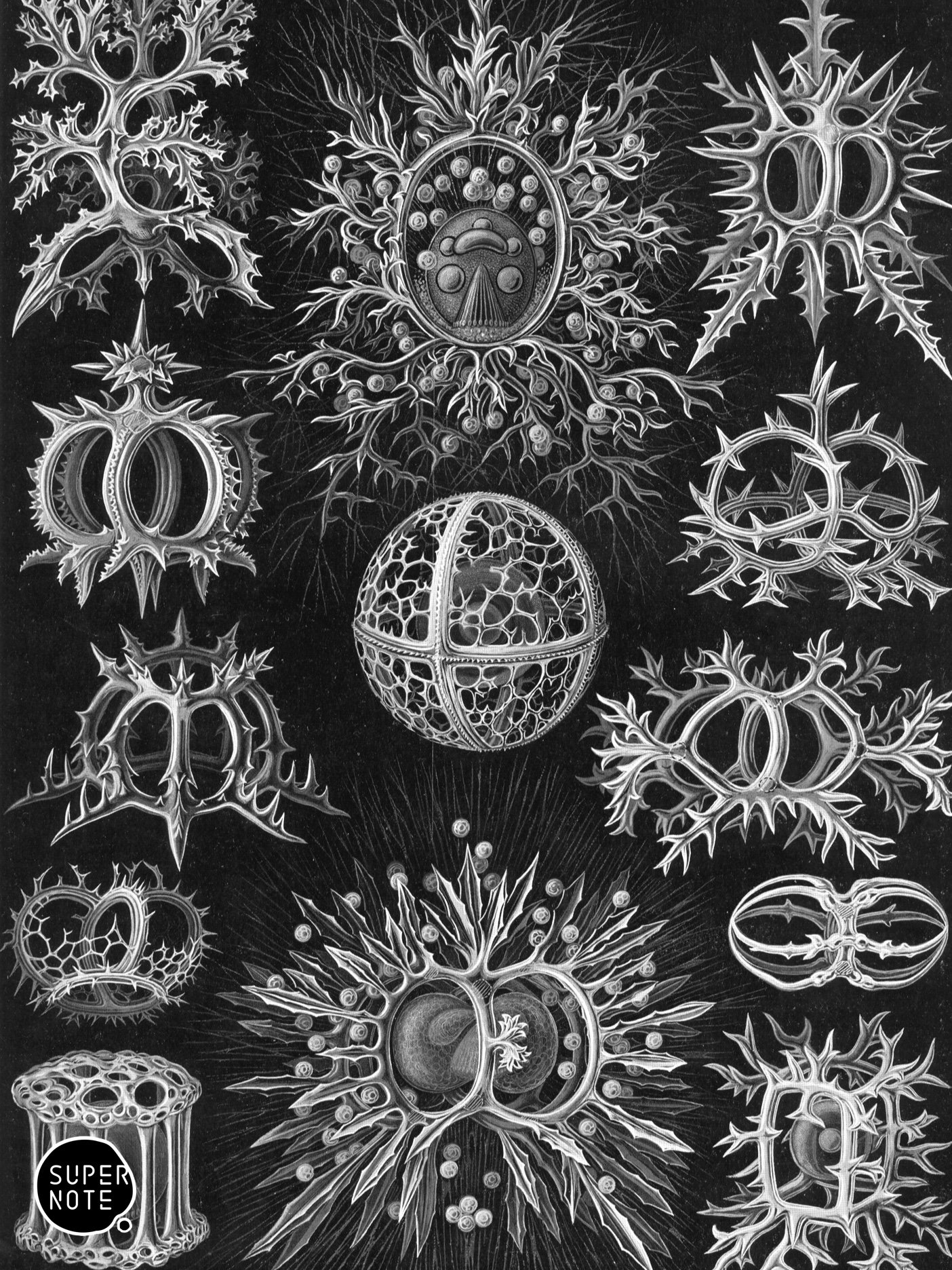 Supernote Screensaver - Ernst Haeckell #068