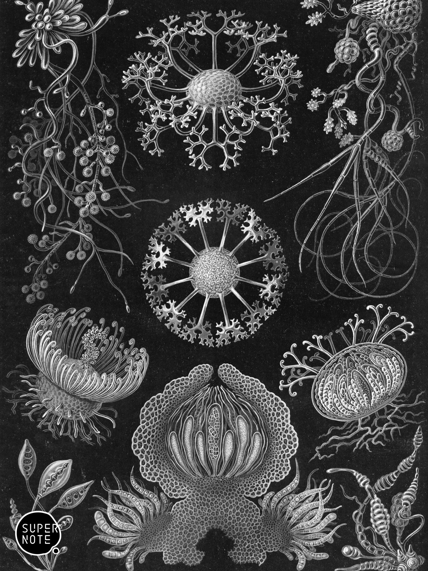 Supernote Screensaver - Ernst Haeckell #070