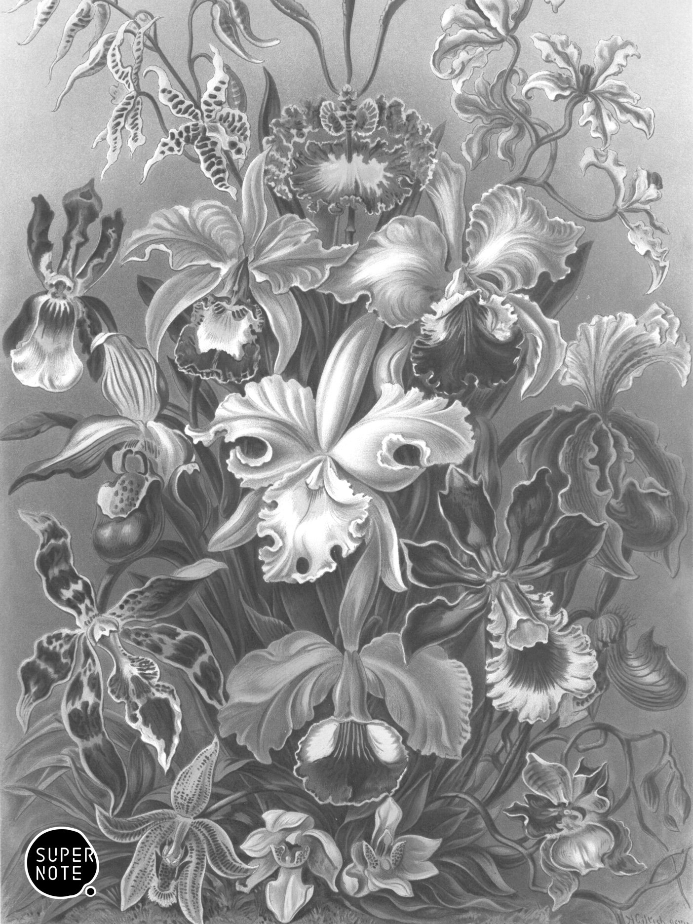 Supernote Screensaver - Ernst Haeckell #071