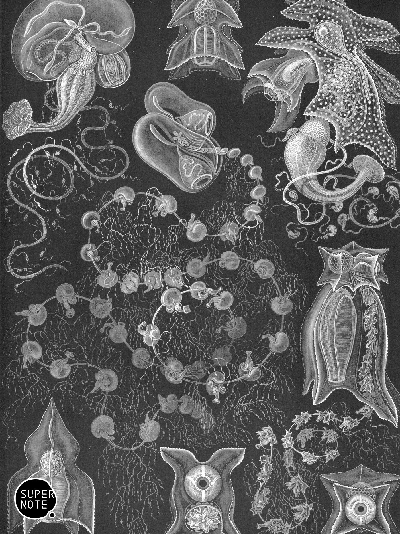 Supernote Screensaver - Ernst Haeckell #074