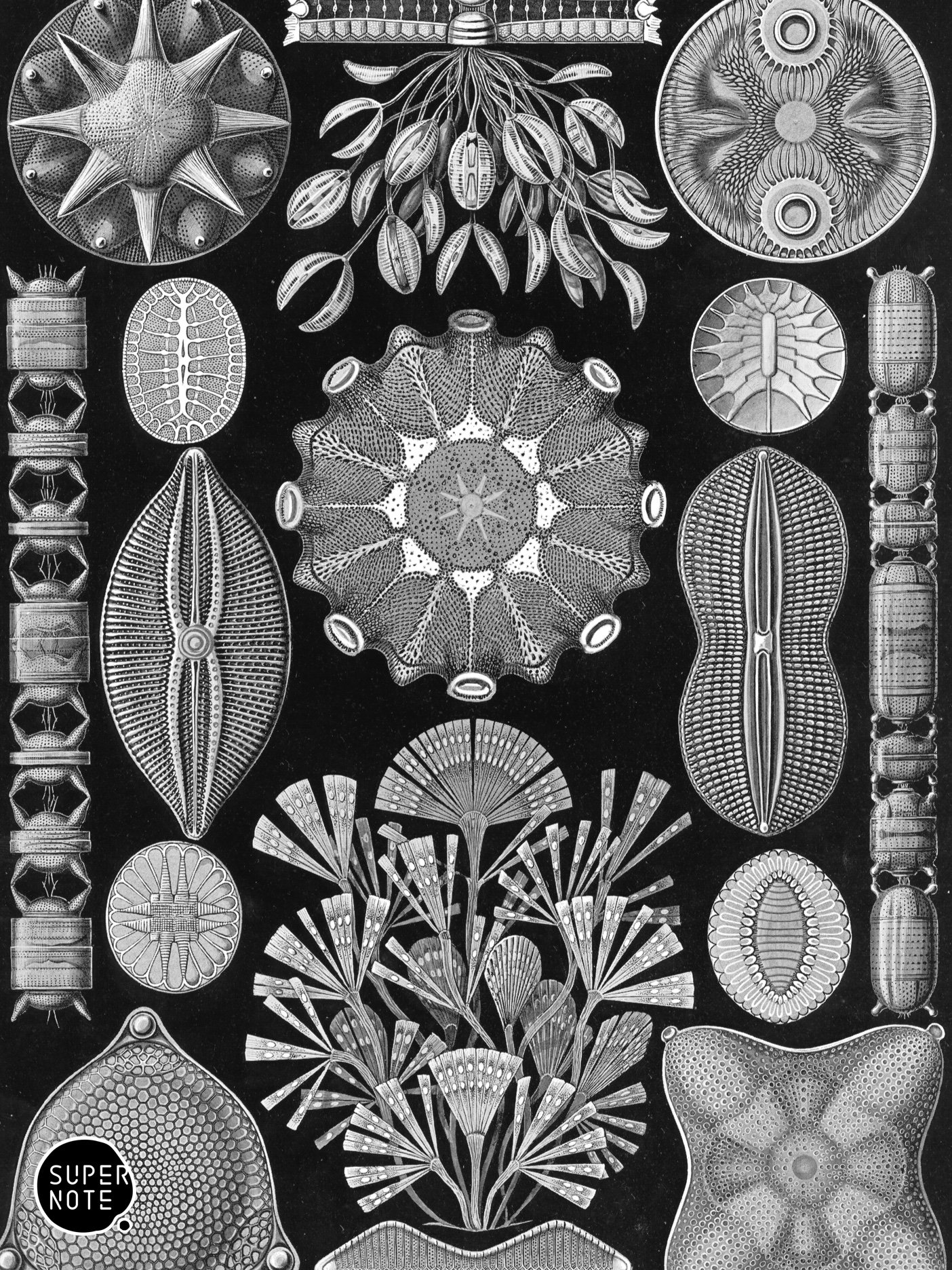 Supernote Screensaver - Ernst Haeckell #081