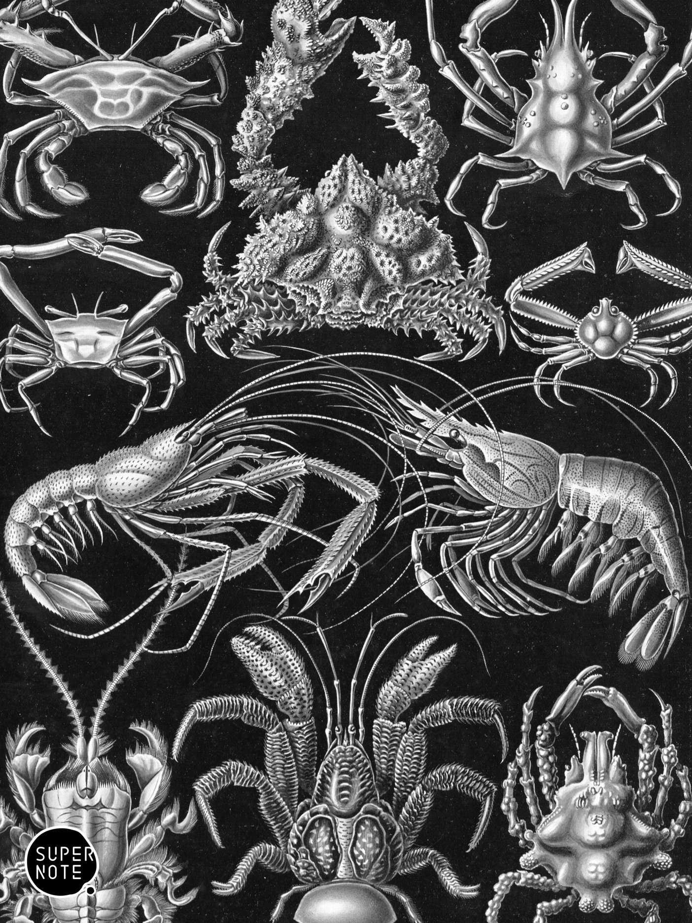 Supernote Screensaver - Ernst Haeckell #083