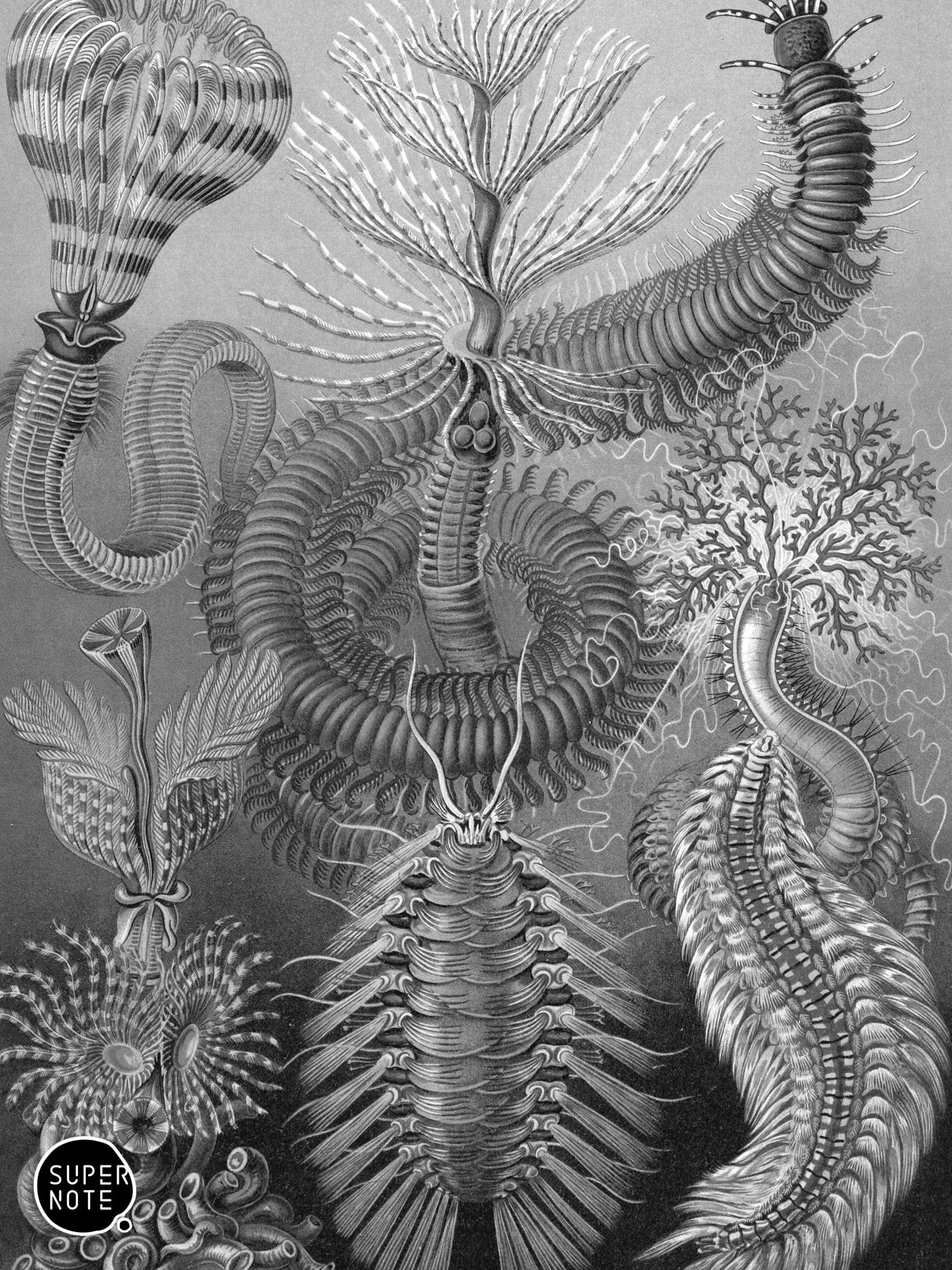 Supernote Screensaver - Ernst Haeckell #093