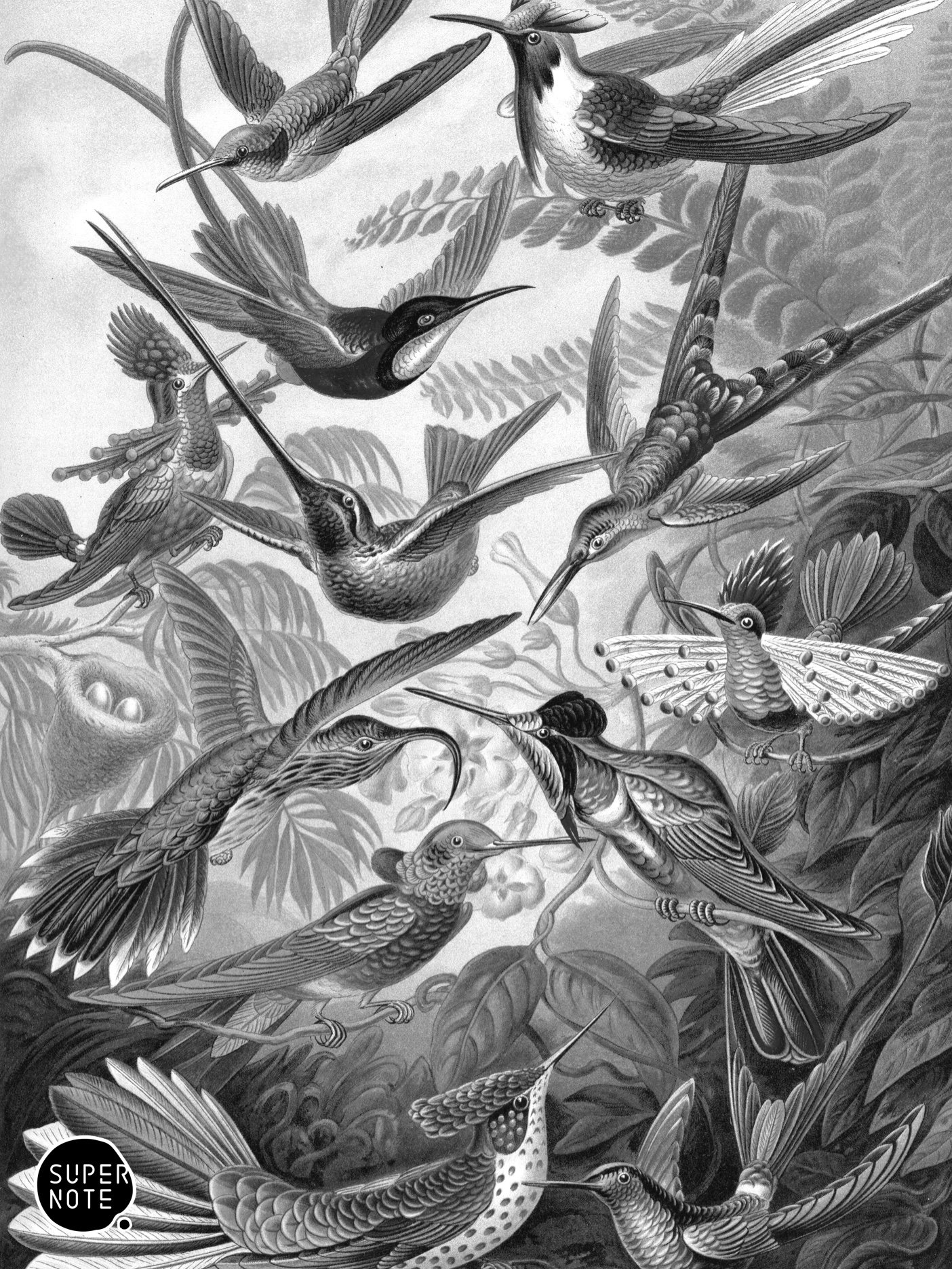 Supernote Screensaver - Ernst Haeckell #096