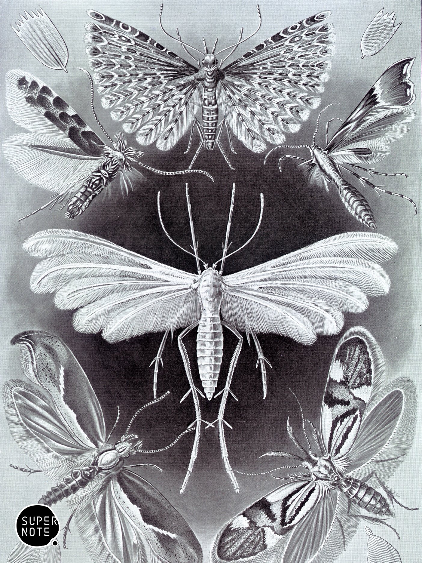Supernote Screensaver - Ernst Haeckell #100