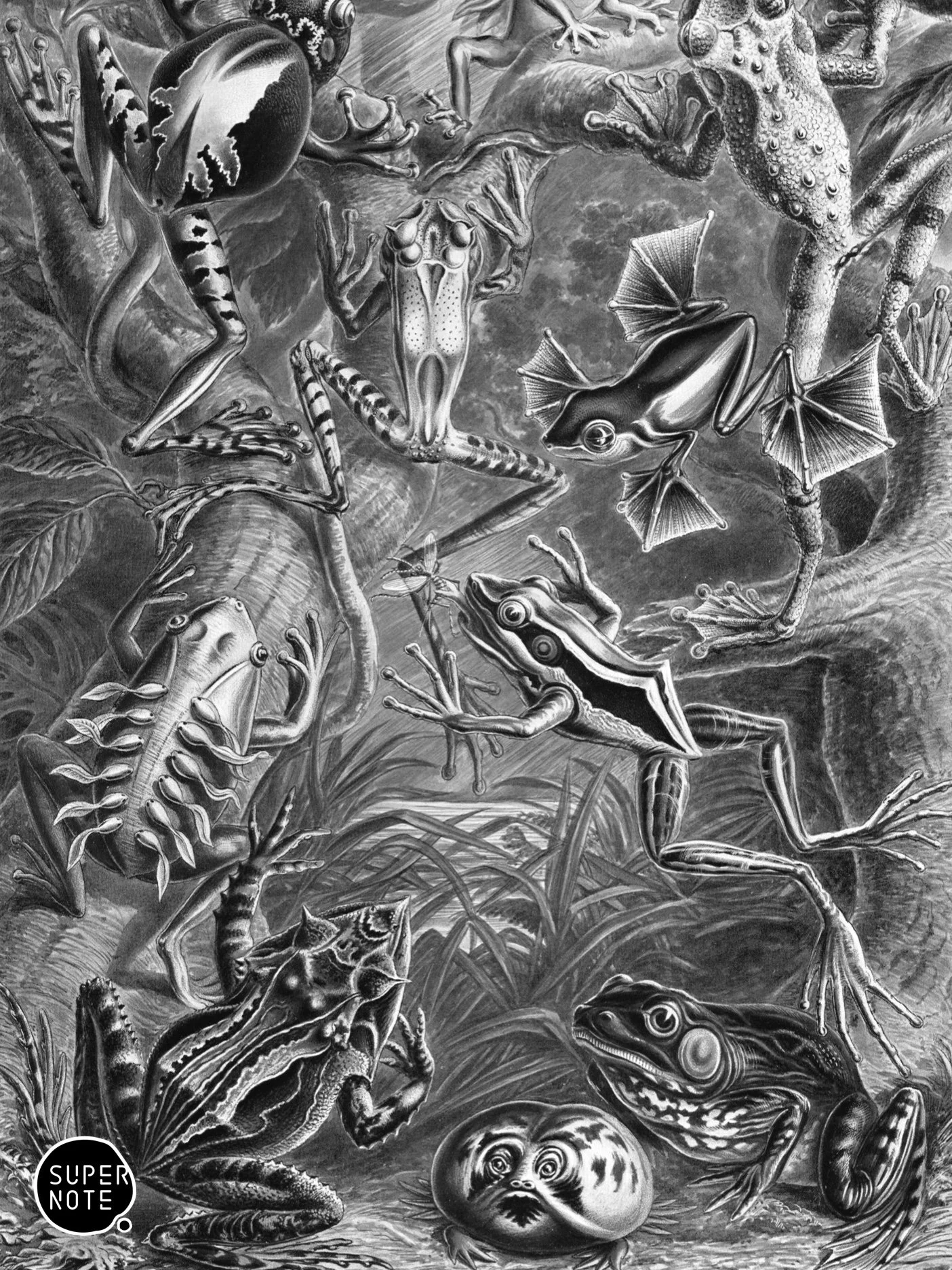 Supernote - Haeckell #068.jpeg