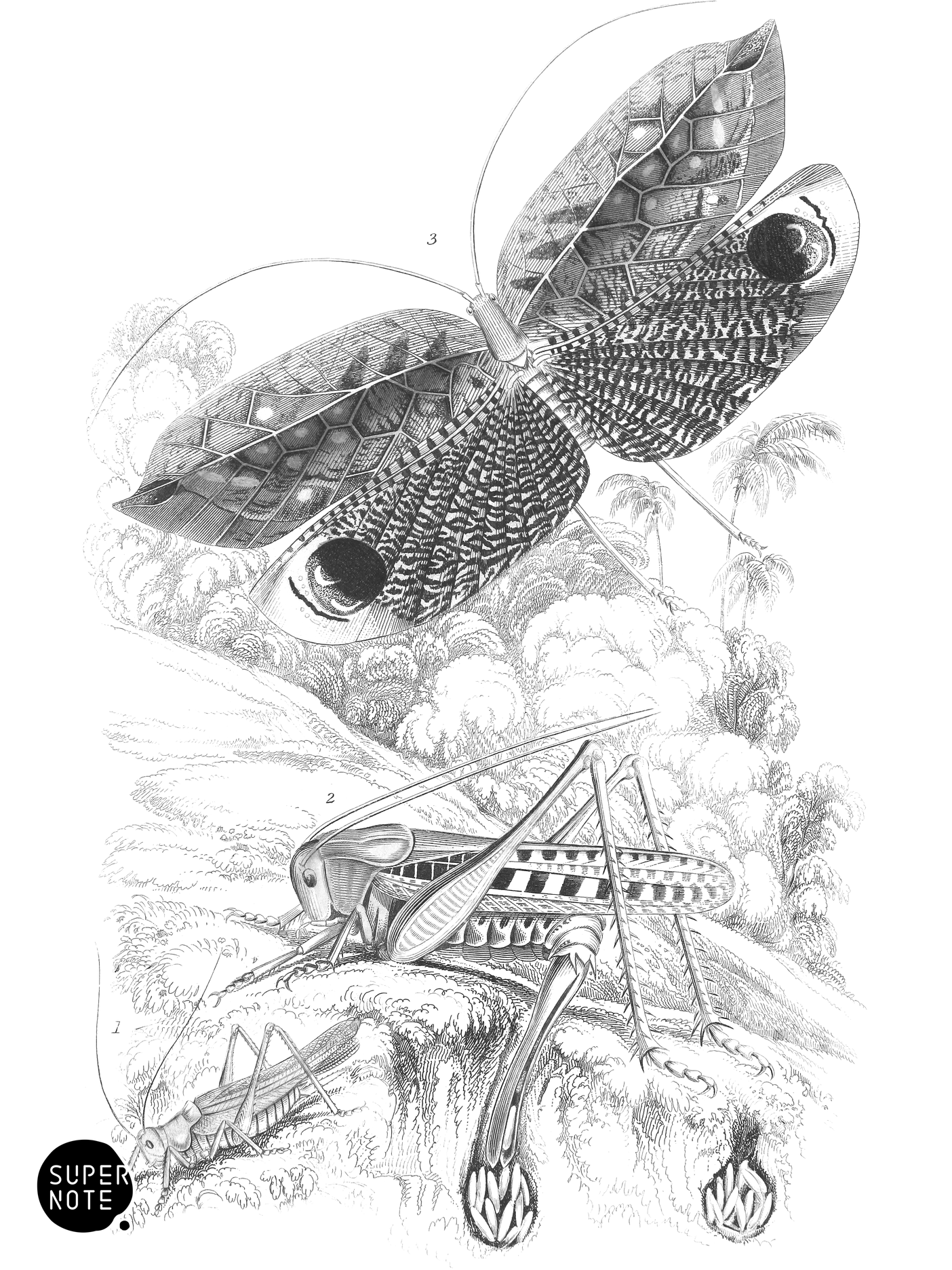 Acrida Viridissima, A. Verrucivora & Pterophylla Ocellata (vol-29 plate-13).png