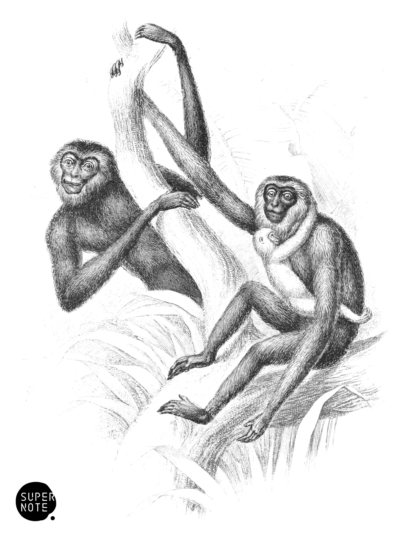 Active Gibbon (vol-02 plate-5-cw).png