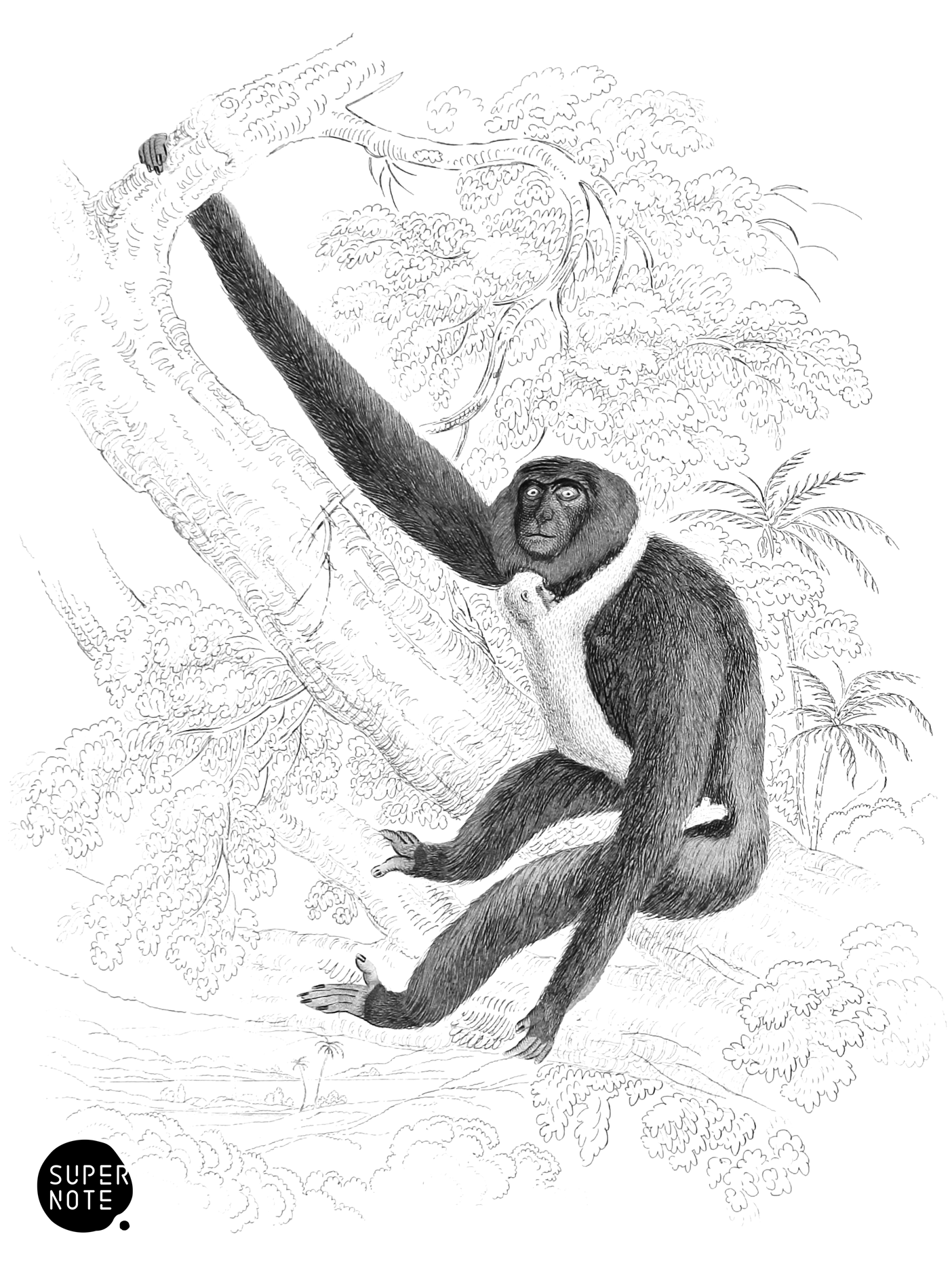 Active Gibbon (vol-02 plate-5-lizars).png