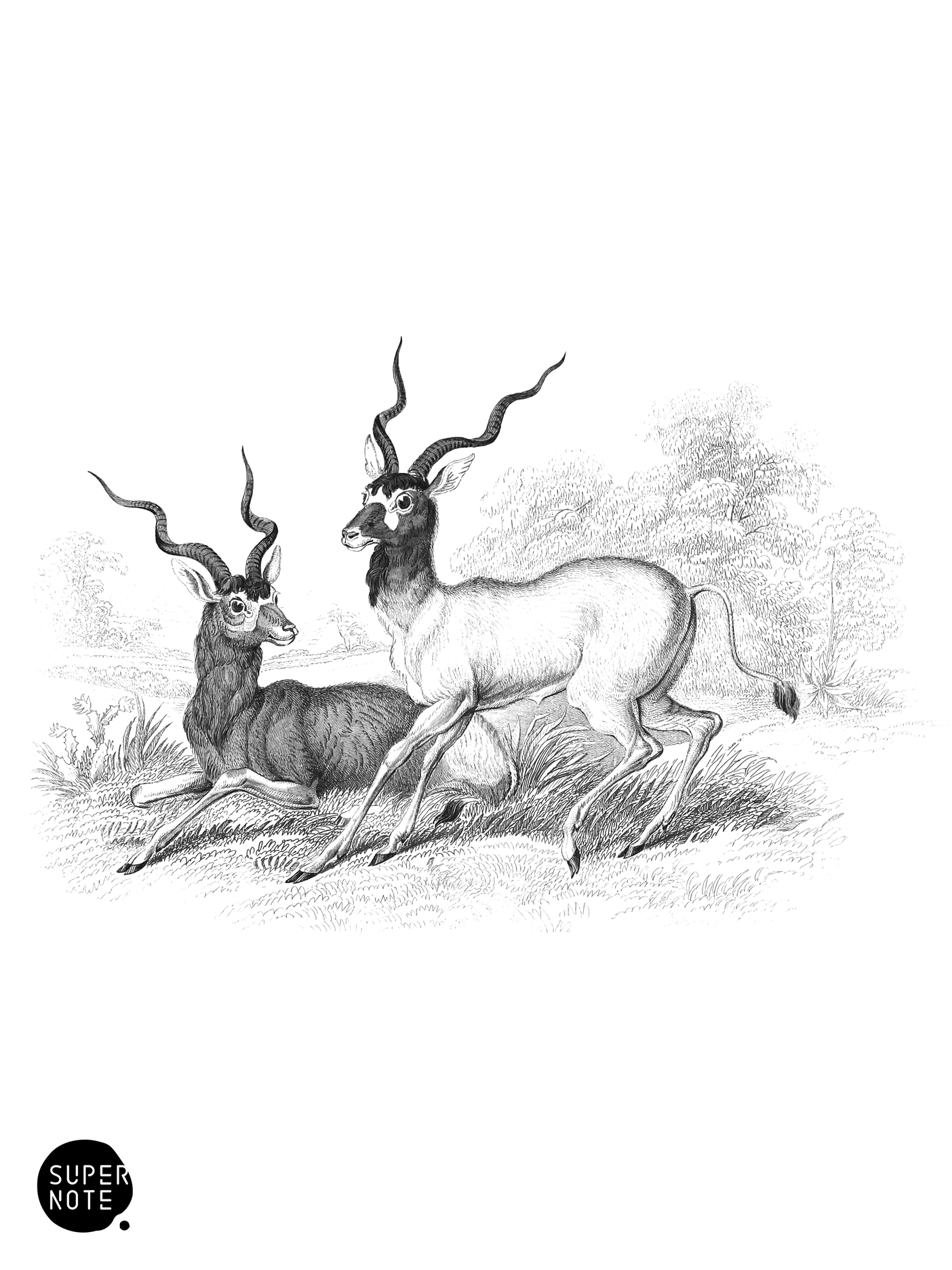 Addax (vol-11 plate-25).png