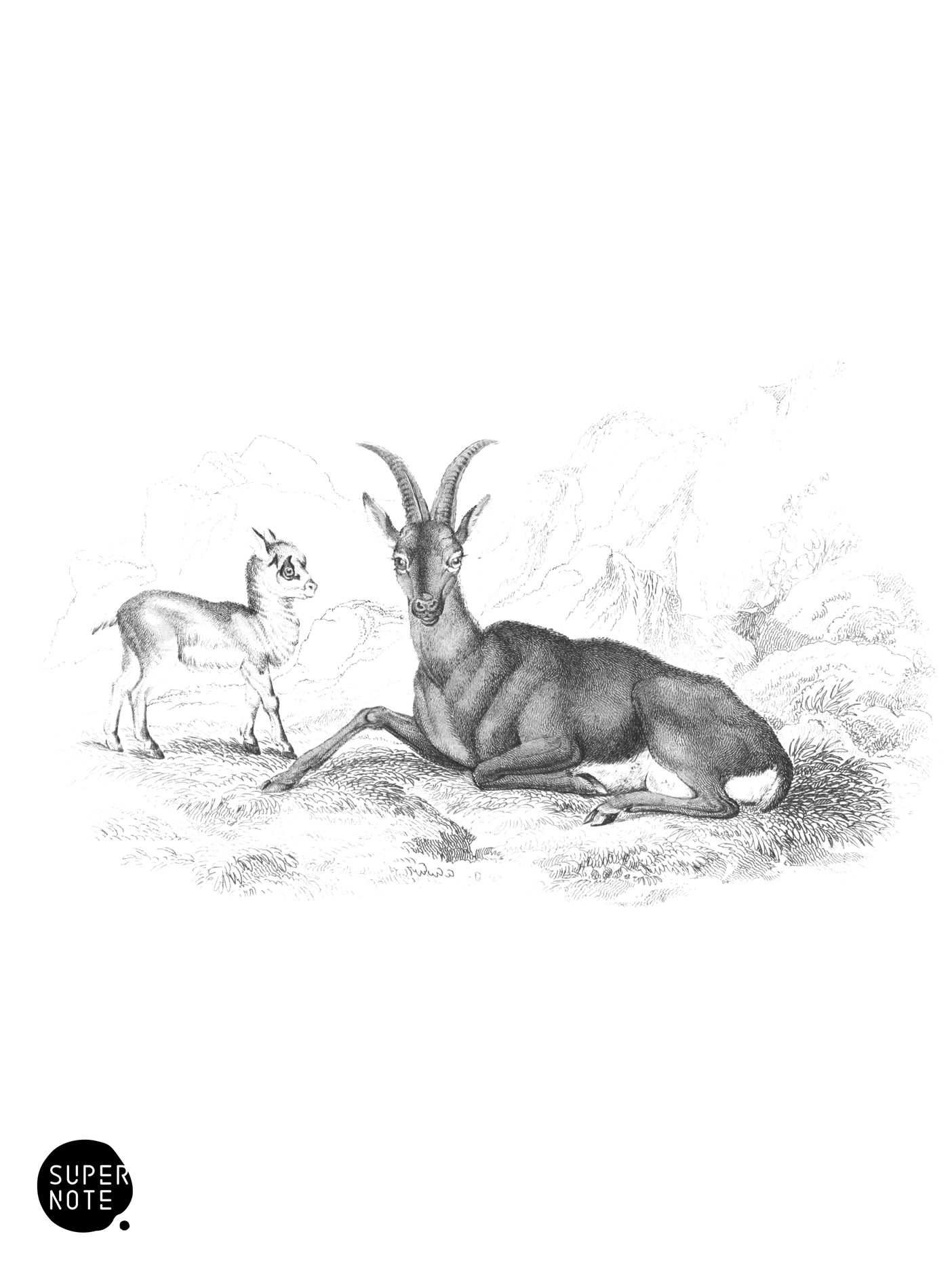 Ægagrus (Female & Young) (vol-12 plate-6).png