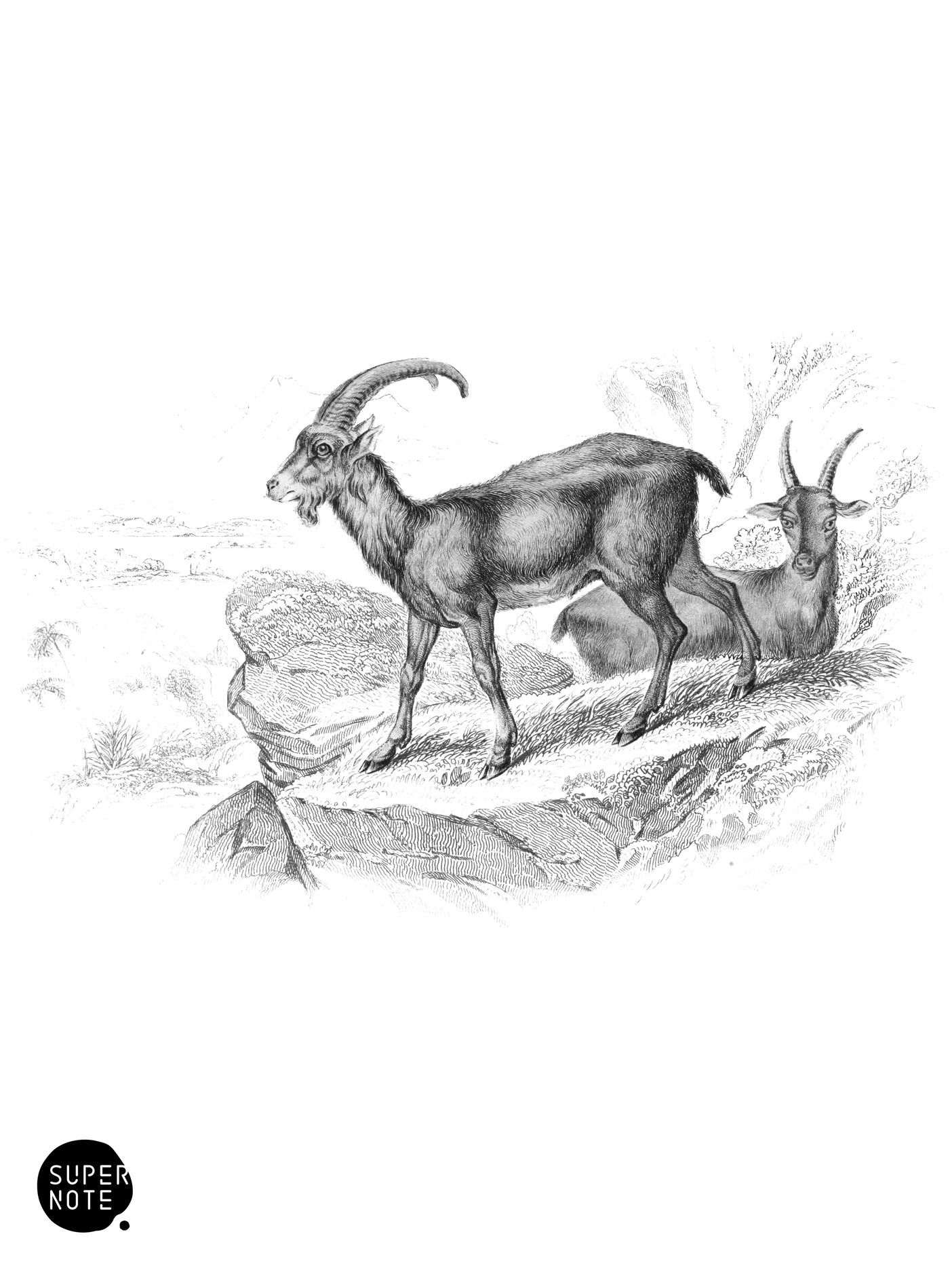 Ægagrus (Male) (vol-12 plate-5).png