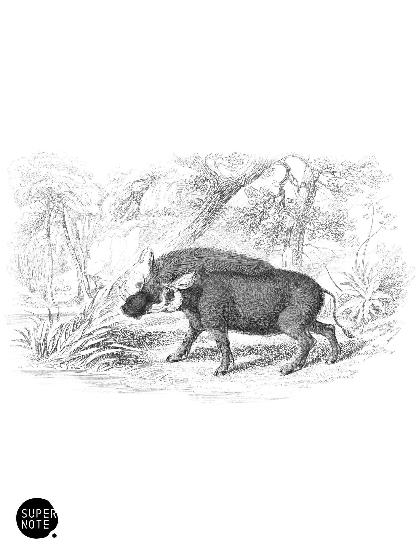 Ælians’ Wart-Hog (vol-13 plate-24).png