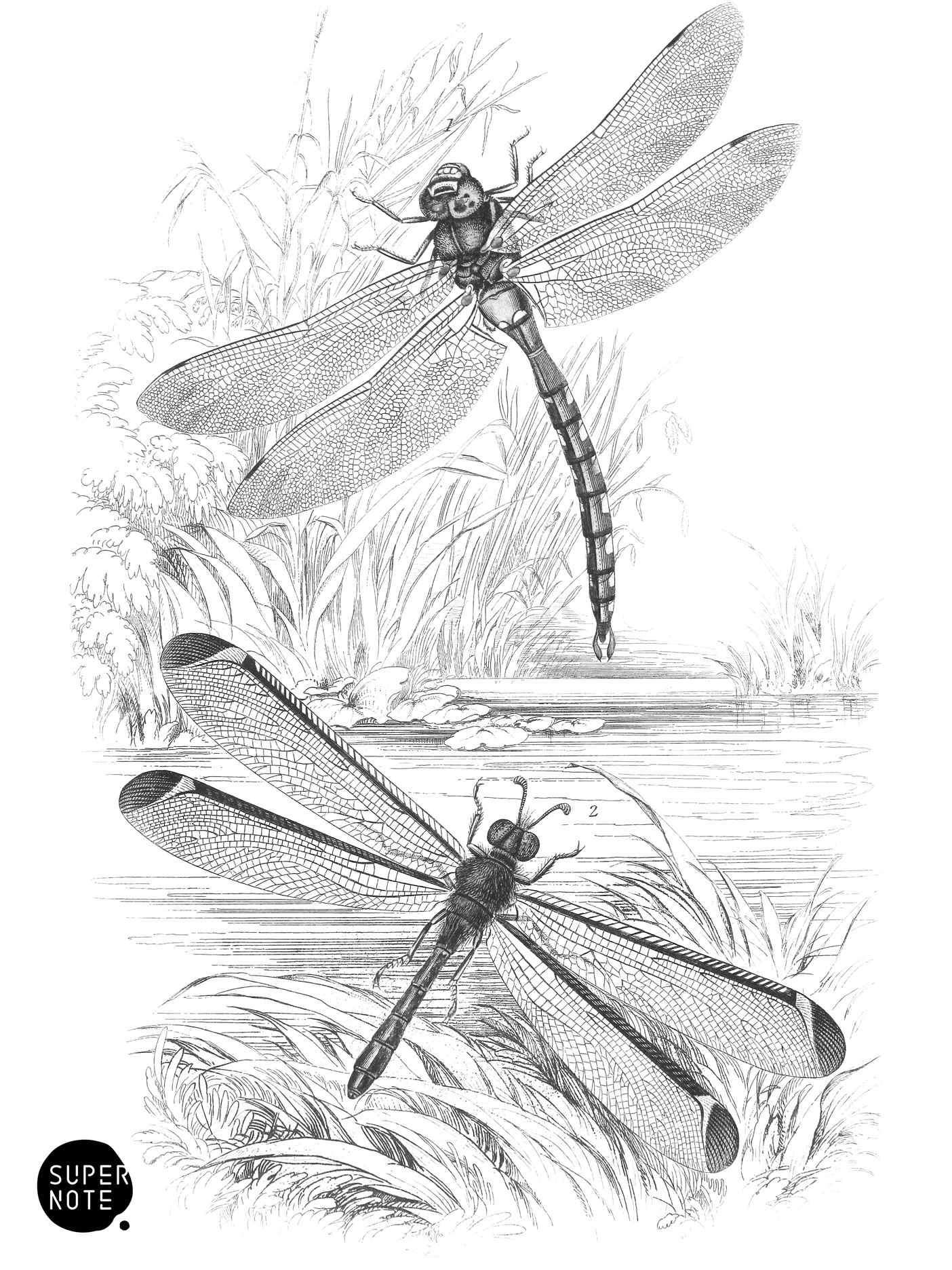 Æshna Grandis & Stilbopteryx Costalis (vol-29 plate-28).png