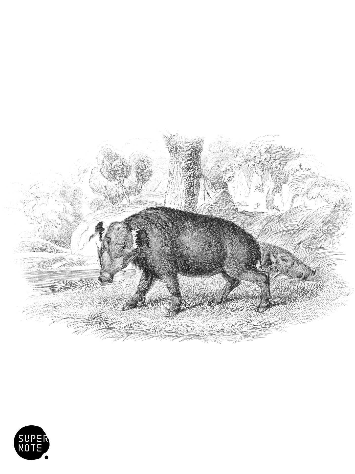 Æthiopian Wart-Hog (vol-13 plate-25).png
