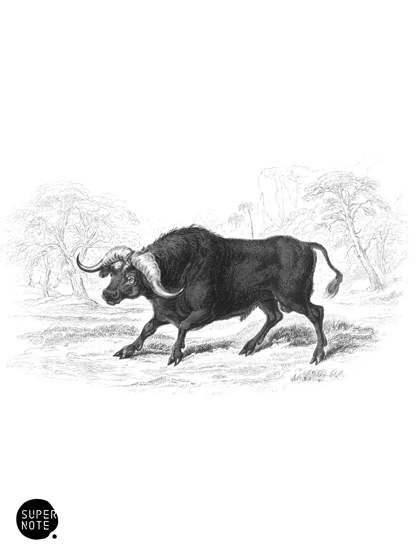 African Buffalo (vol-12 plate-29).png