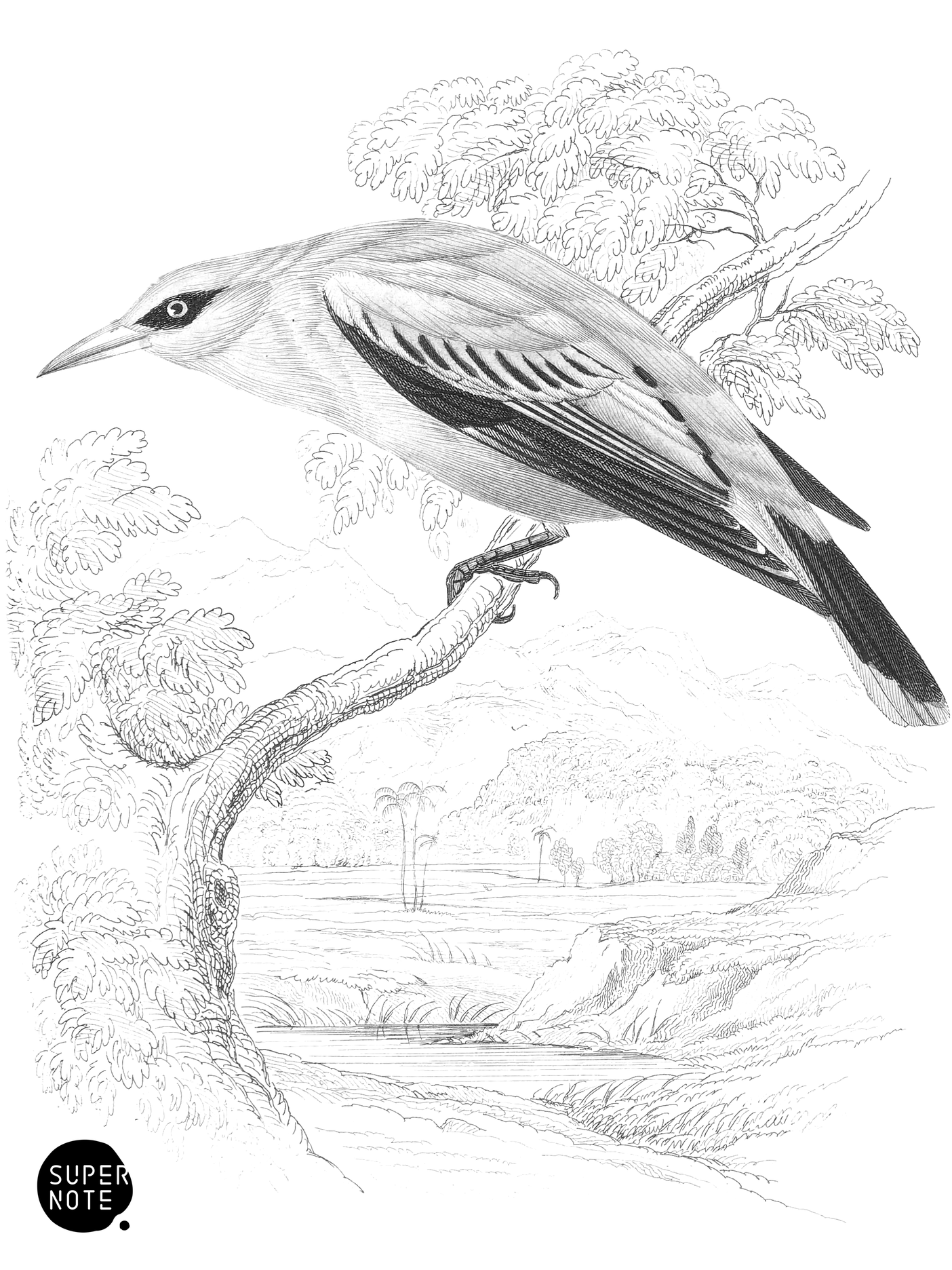 African Golden Oriole (vol-19 plate-1).png