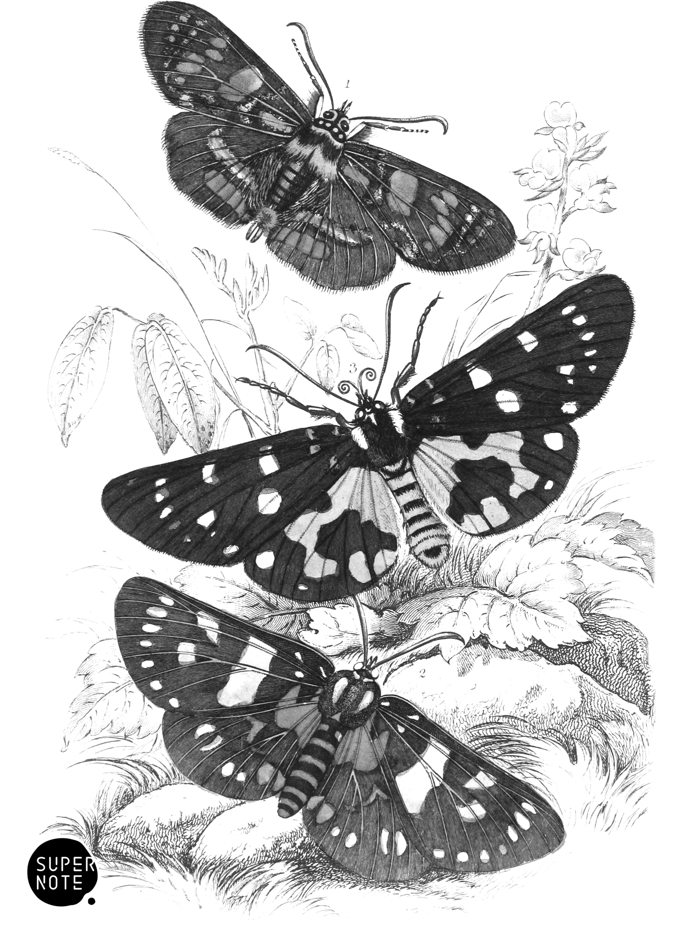 Agarista Picta, Eusemia Lectrix & E. Maculatrix (vol-33 plate-2).png