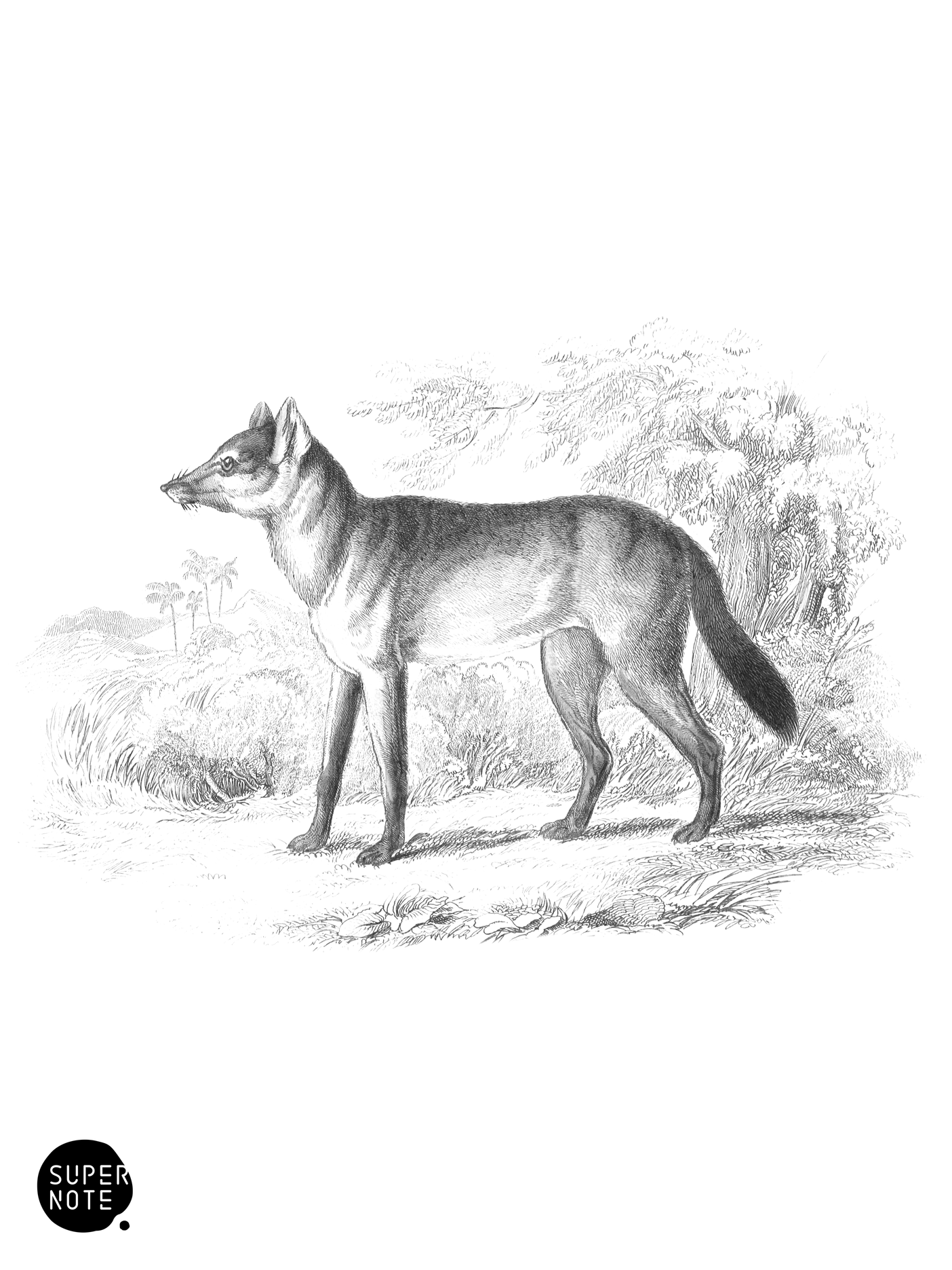 Aguara Dog of the Woods (vol-25 plate-24).png
