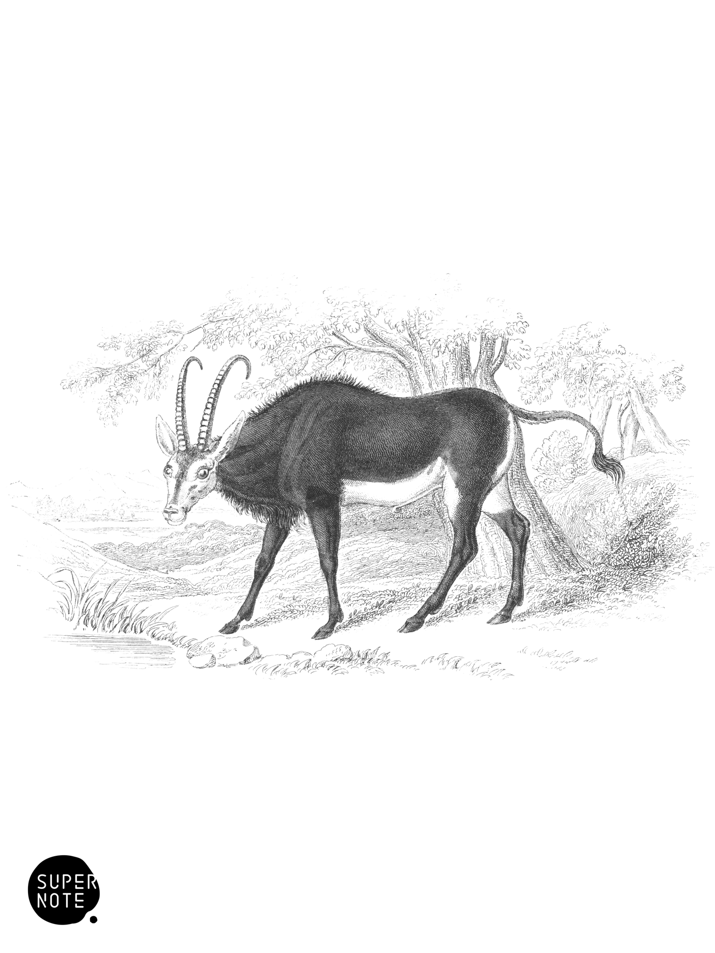 Aigocerus Niger (vol-35 plate-21).png