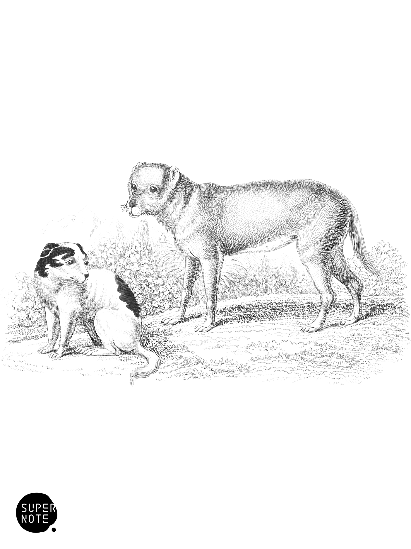 Alco & Carrier Dog of Indians (vol-28 plate-4).png