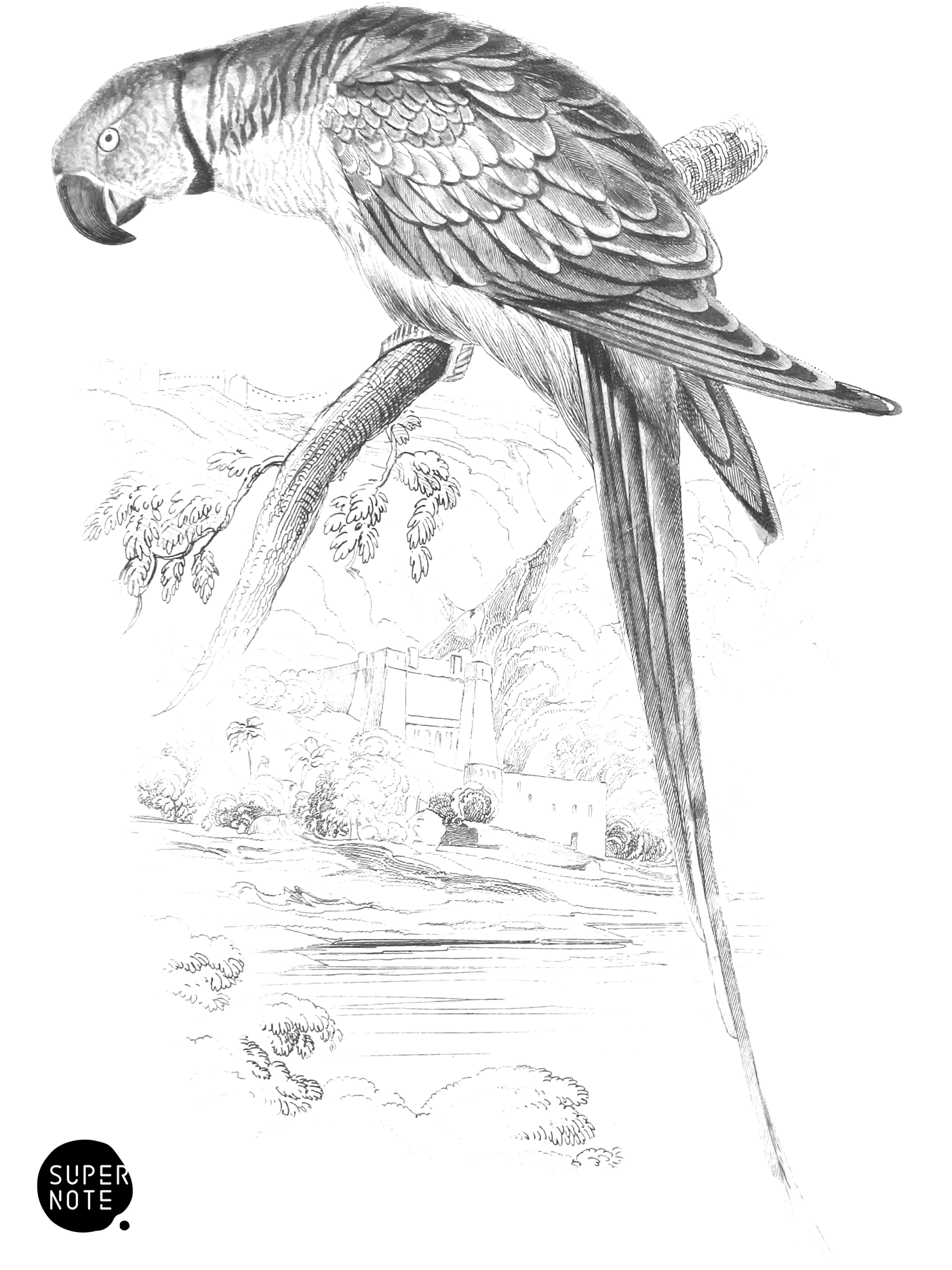 Alexandrine Ring-Parrakeet (vol-15 plate-2).png