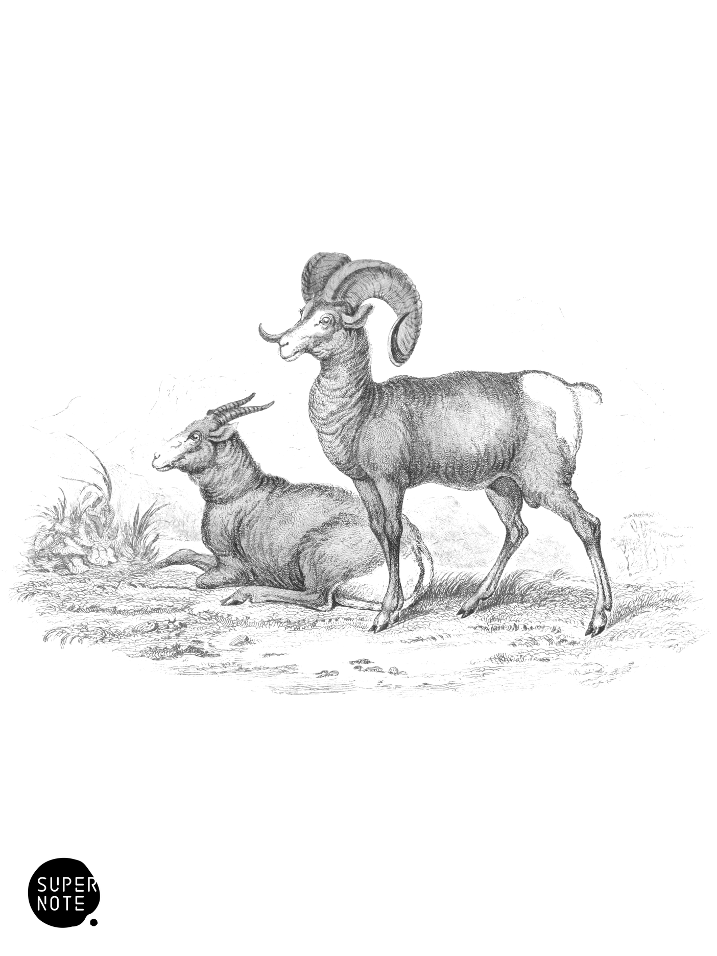 American Argali, or Rocky Mountain Sheep (vol-12 plate-13).png