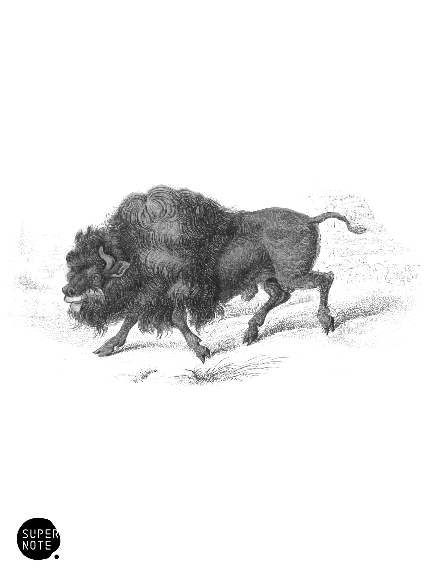 American Bison (vol-12 plate-30).png