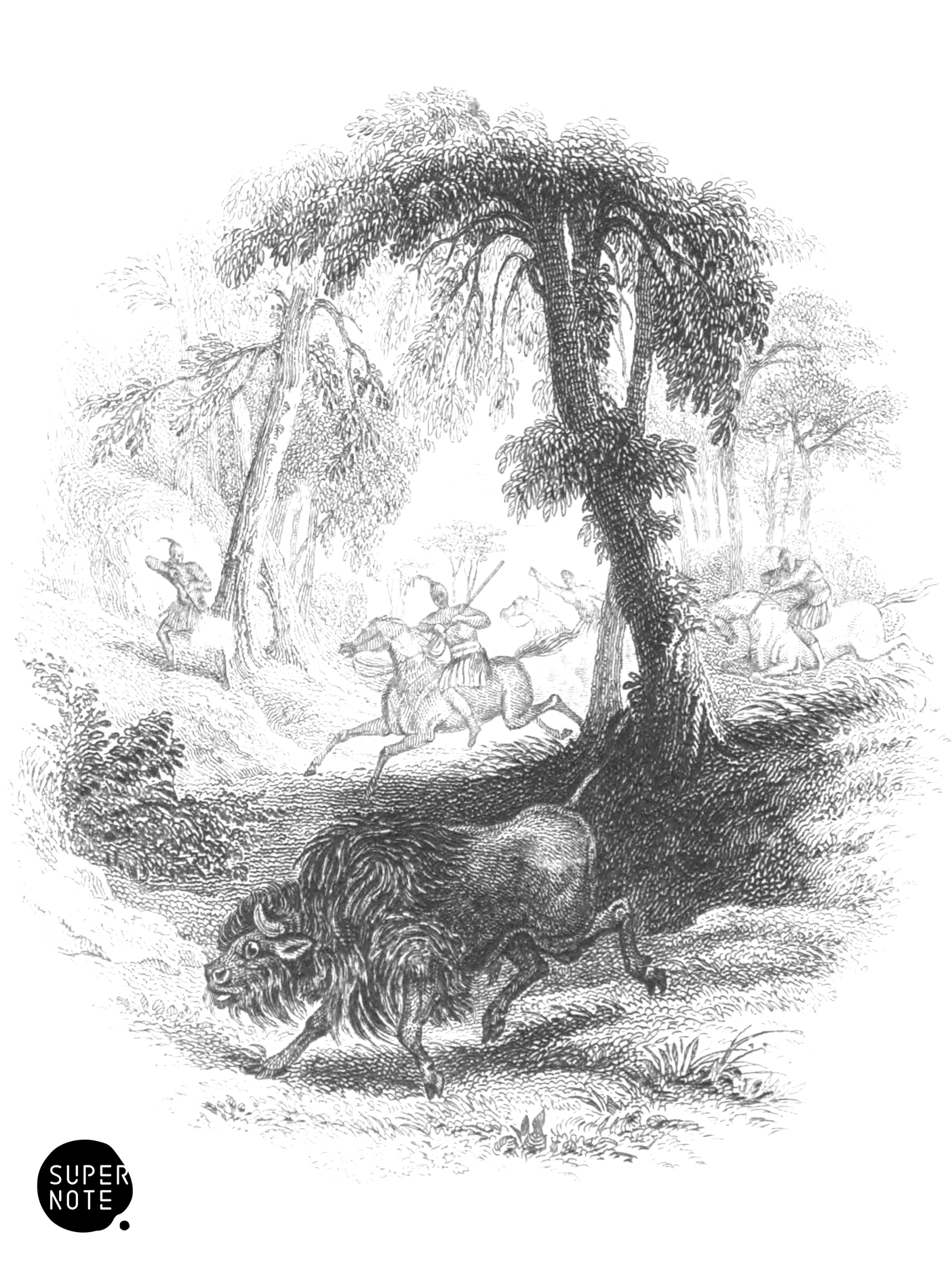 American Bison (vol-12 vignette).png