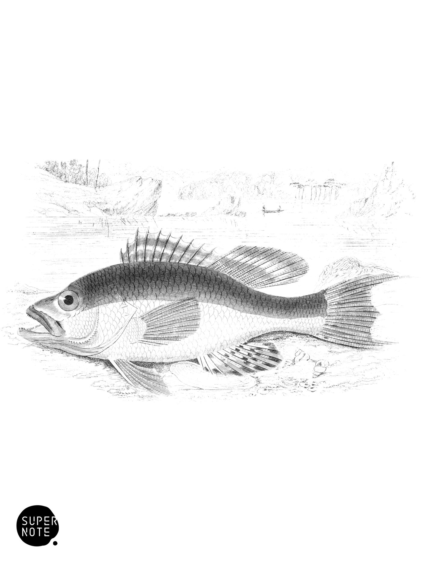 American Black Bass (vol-07 plate-28).png
