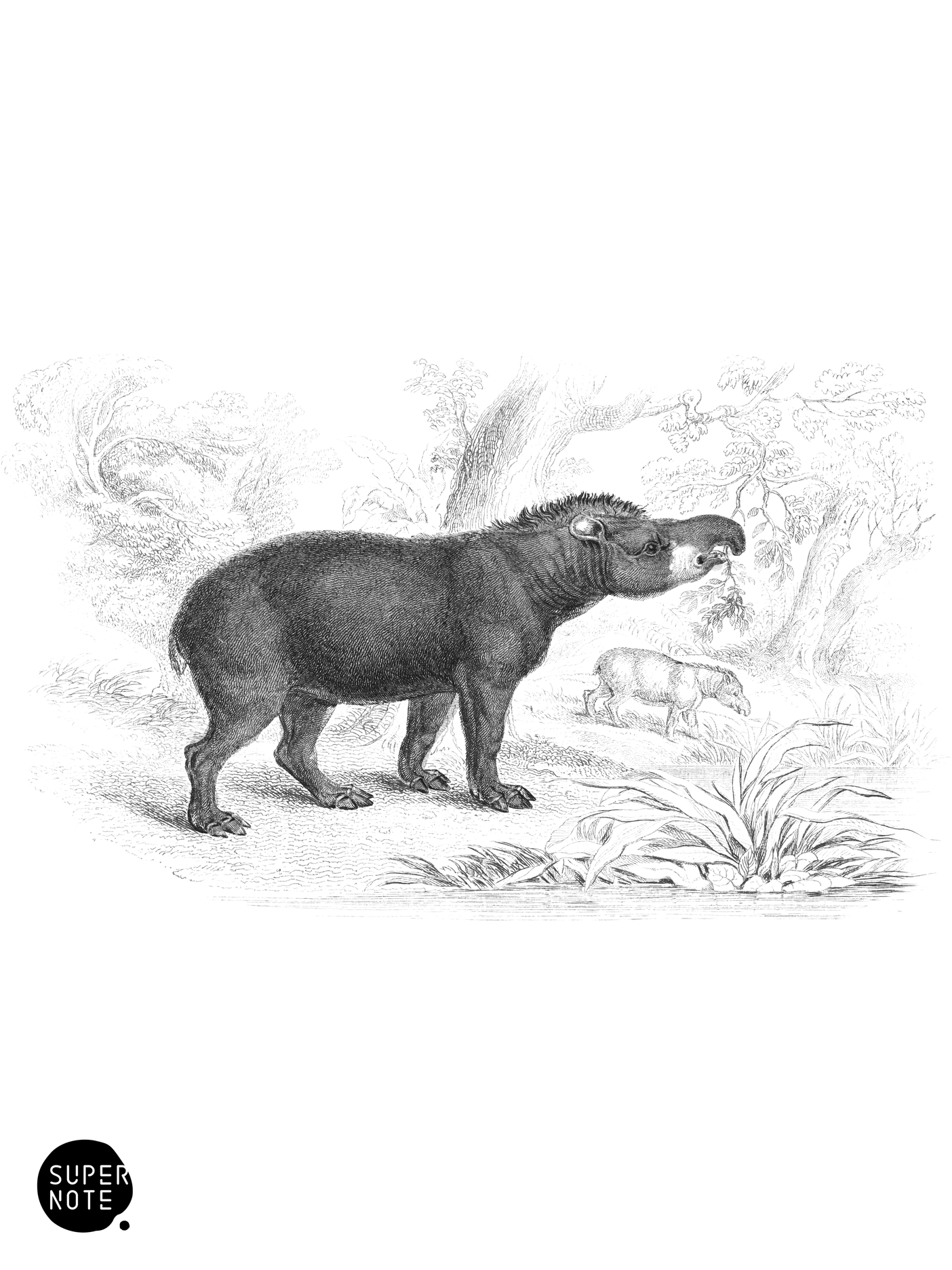 American Tapir (vol-13 plate-28).png