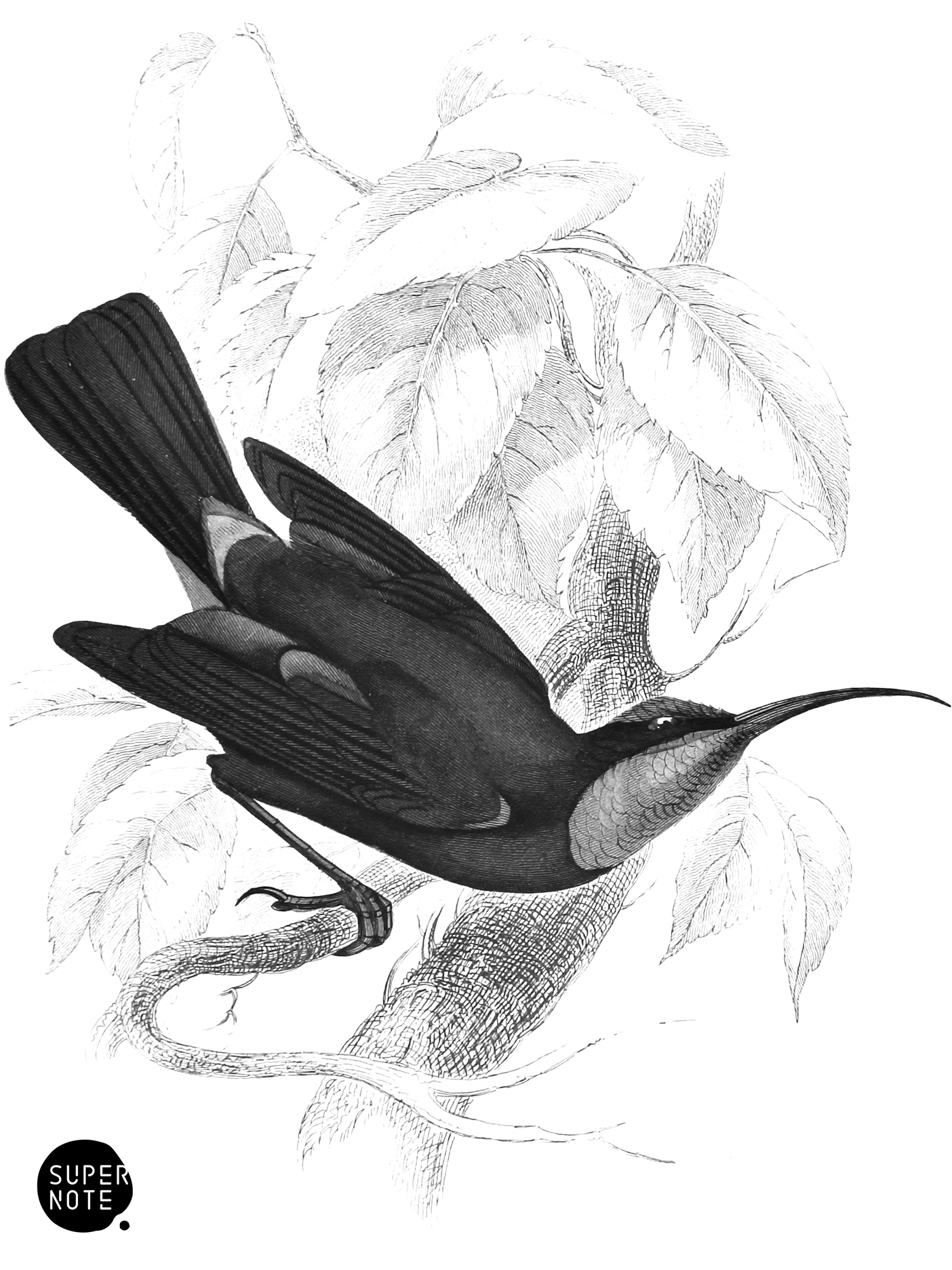 Amethyst-Throated Sun-Bird (vol-36 plate-13).png