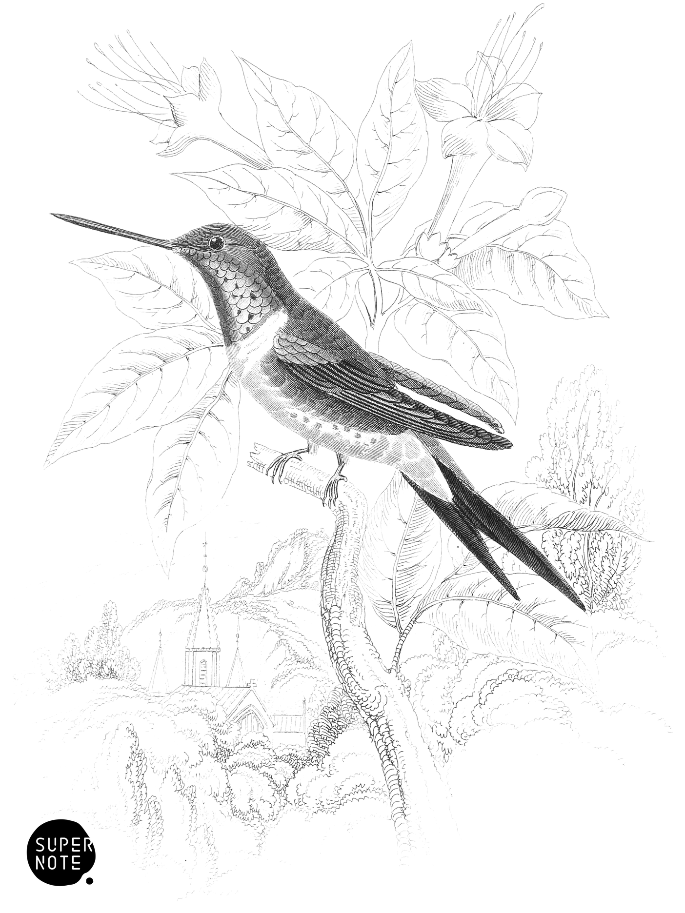 Amethystine Humming-Bird (vol-03 plate-9).png