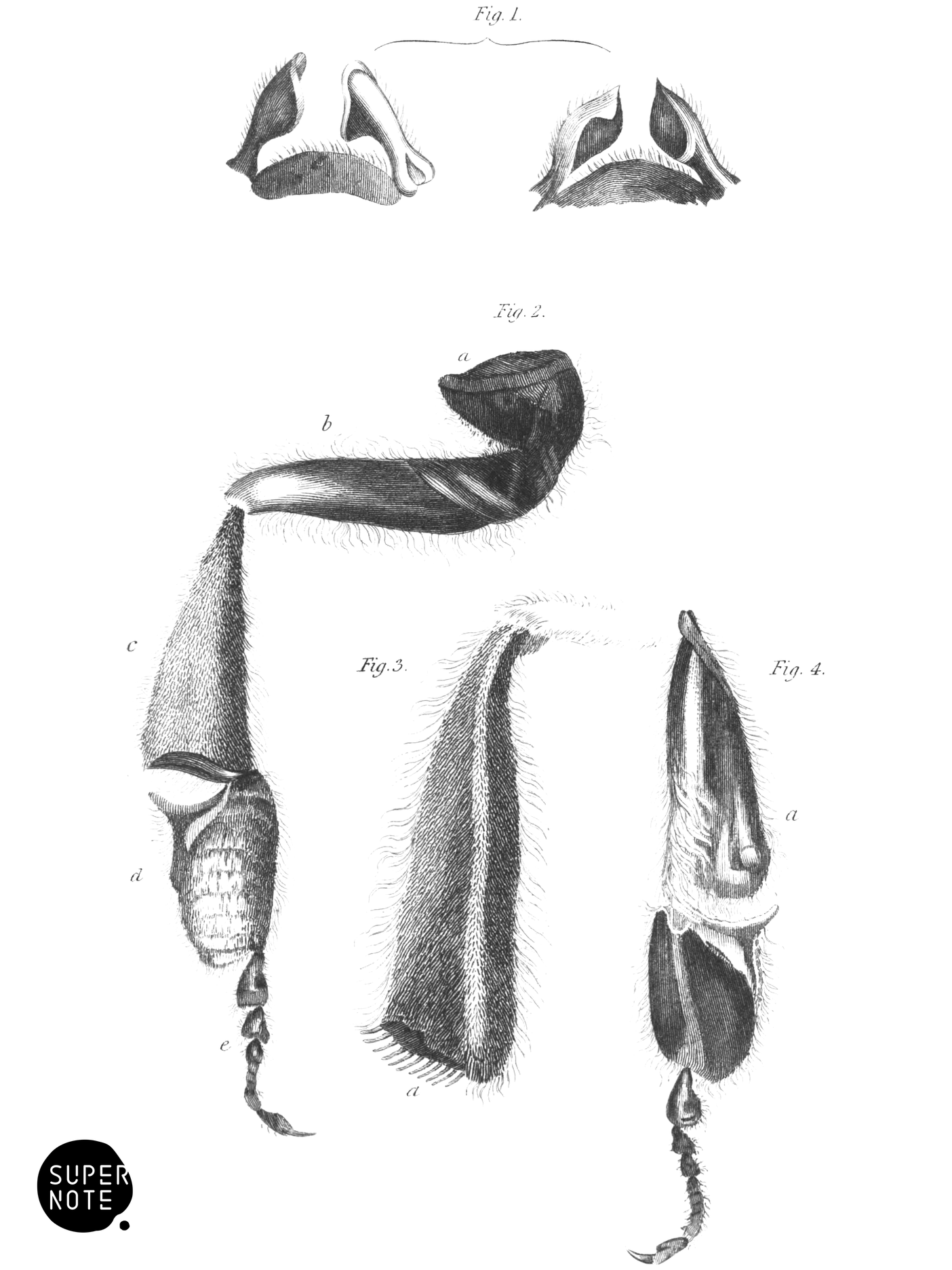 Anatomy of a Bee (vol-26 plate-2).png