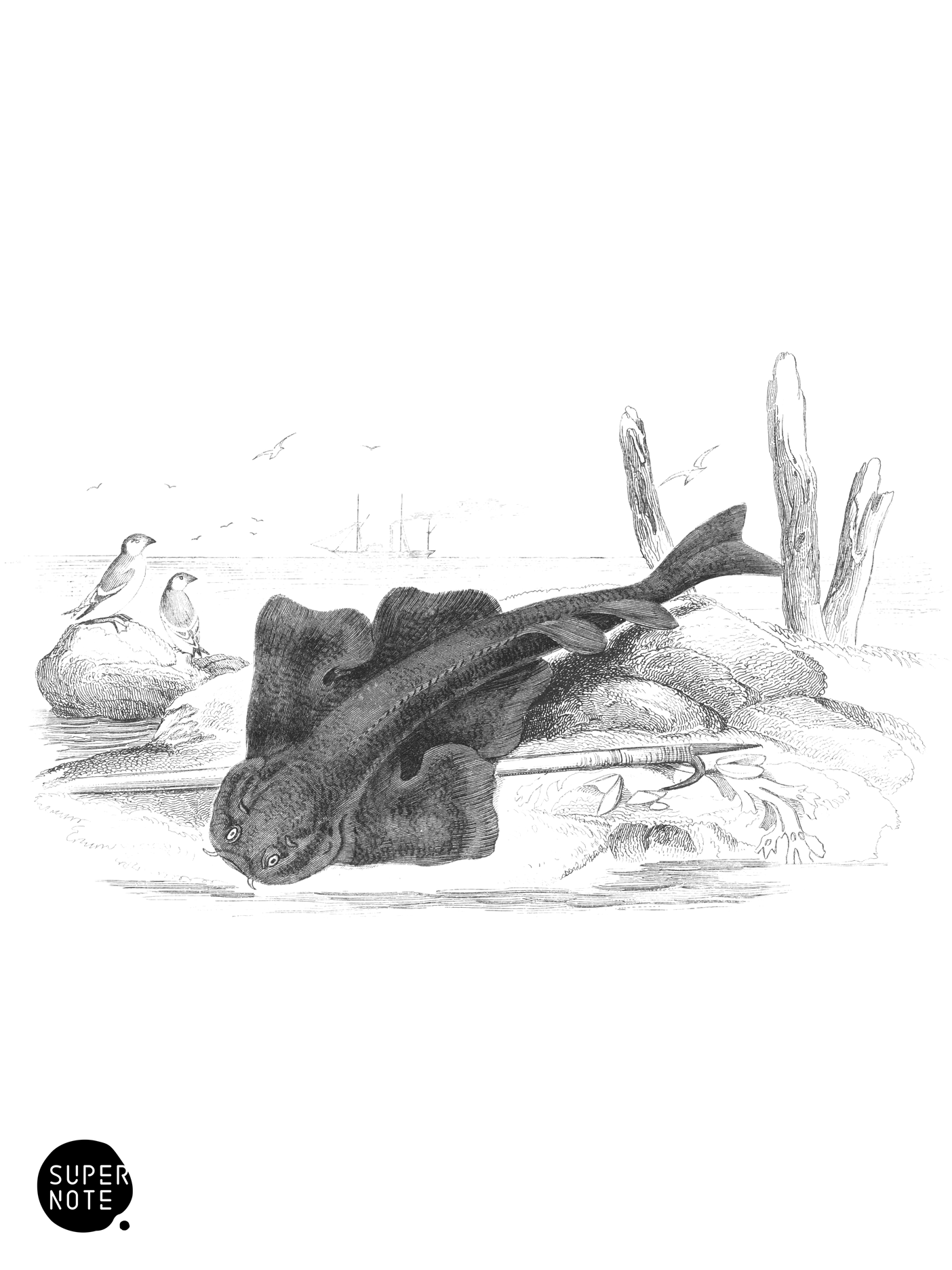 Angel-Fish, Monk-Fish, Shark-Ray (vol-39 plate-29).png