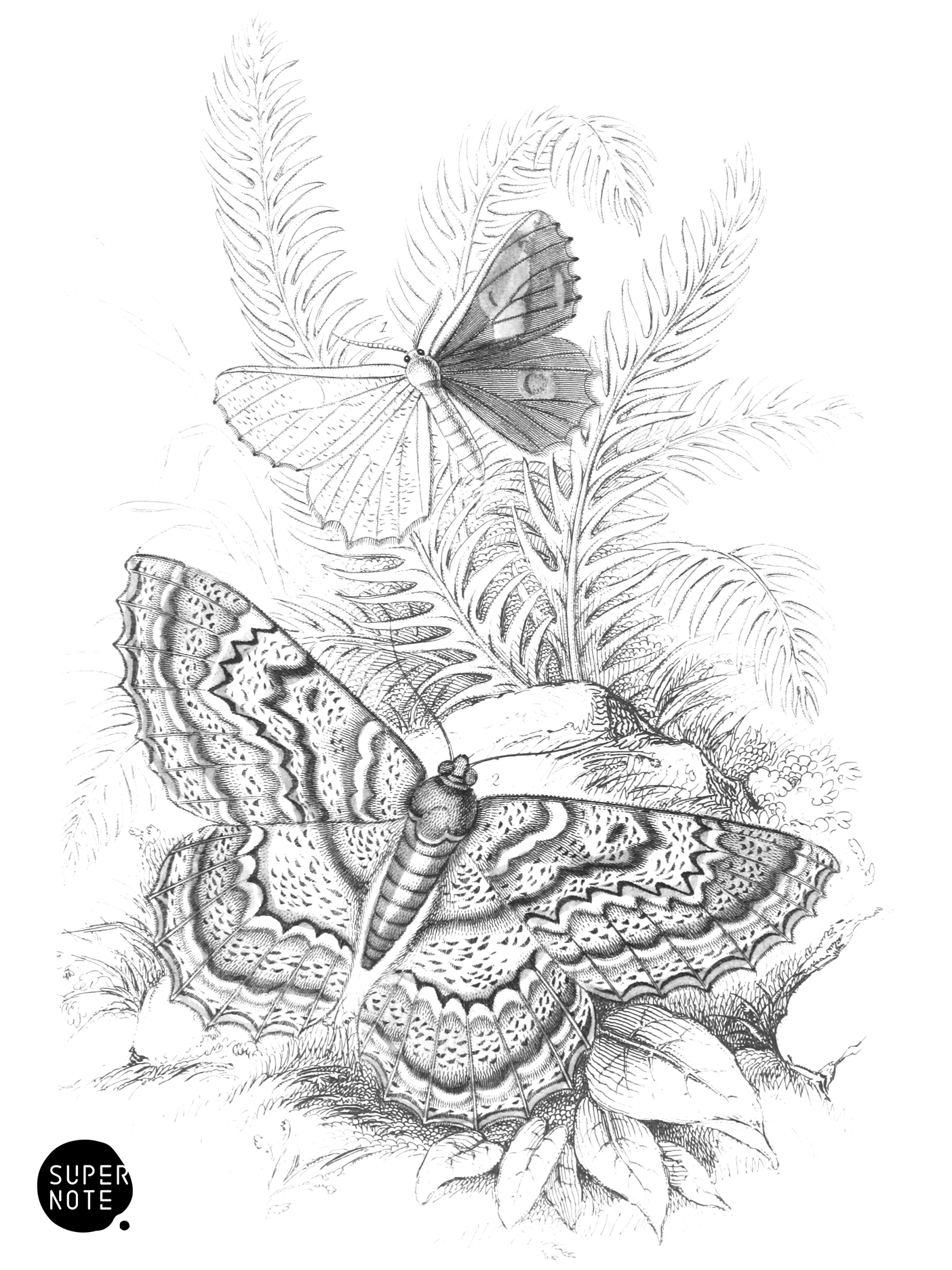 Angerona prunaria & Alcis scolopacea (vol-33 plate-27).png