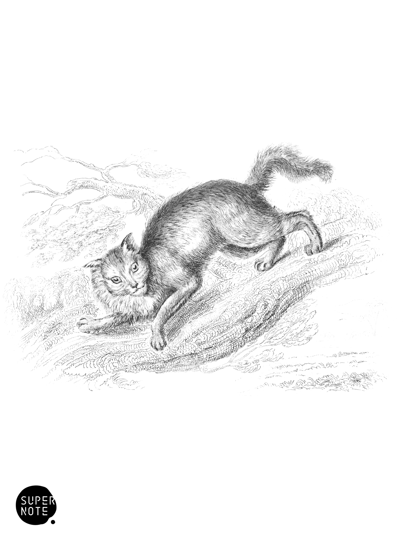 Angora Cat (vol-04 plate-28).png