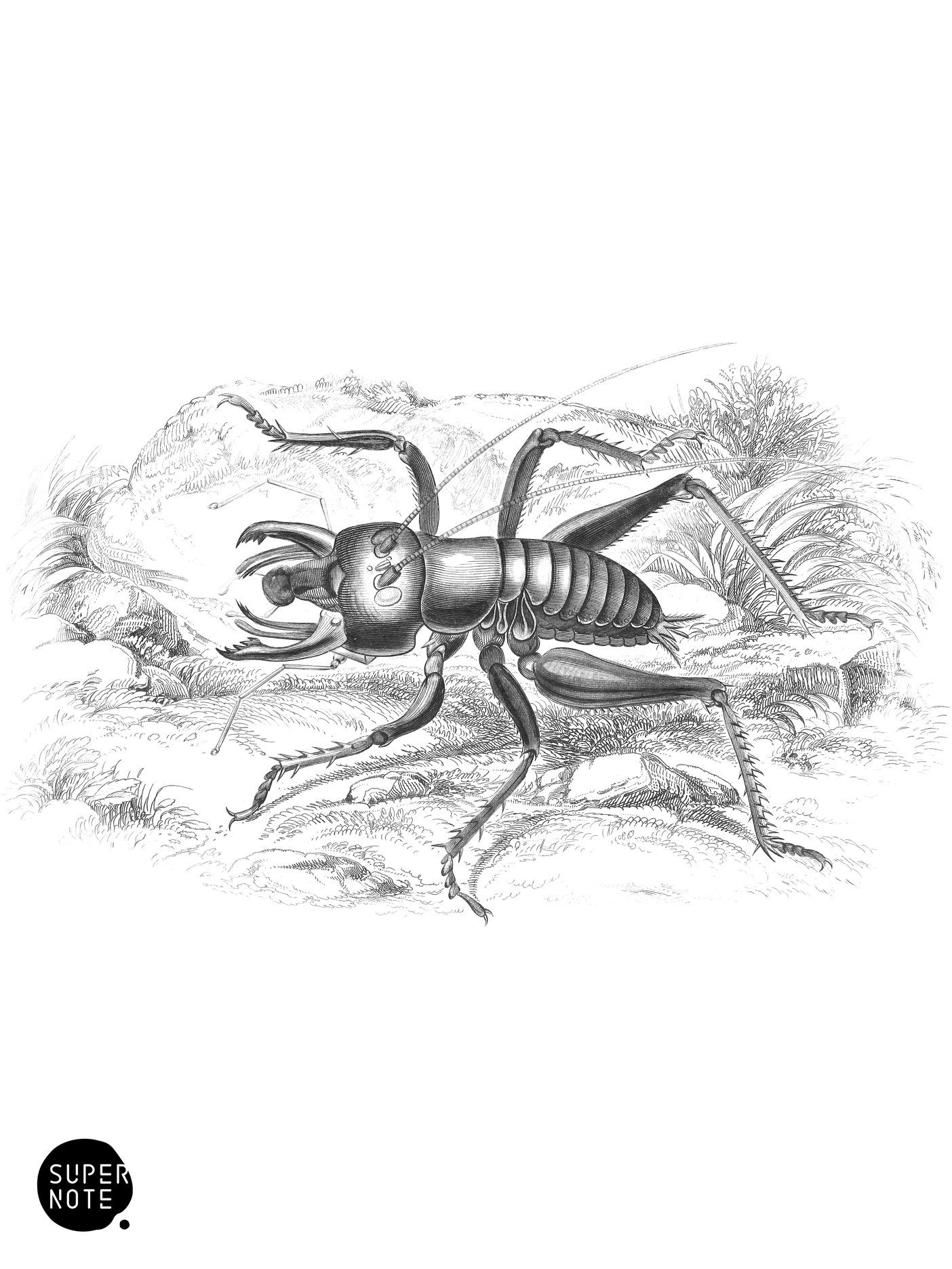 Anostostoma Australasiæ (vol-29 plate-14).png