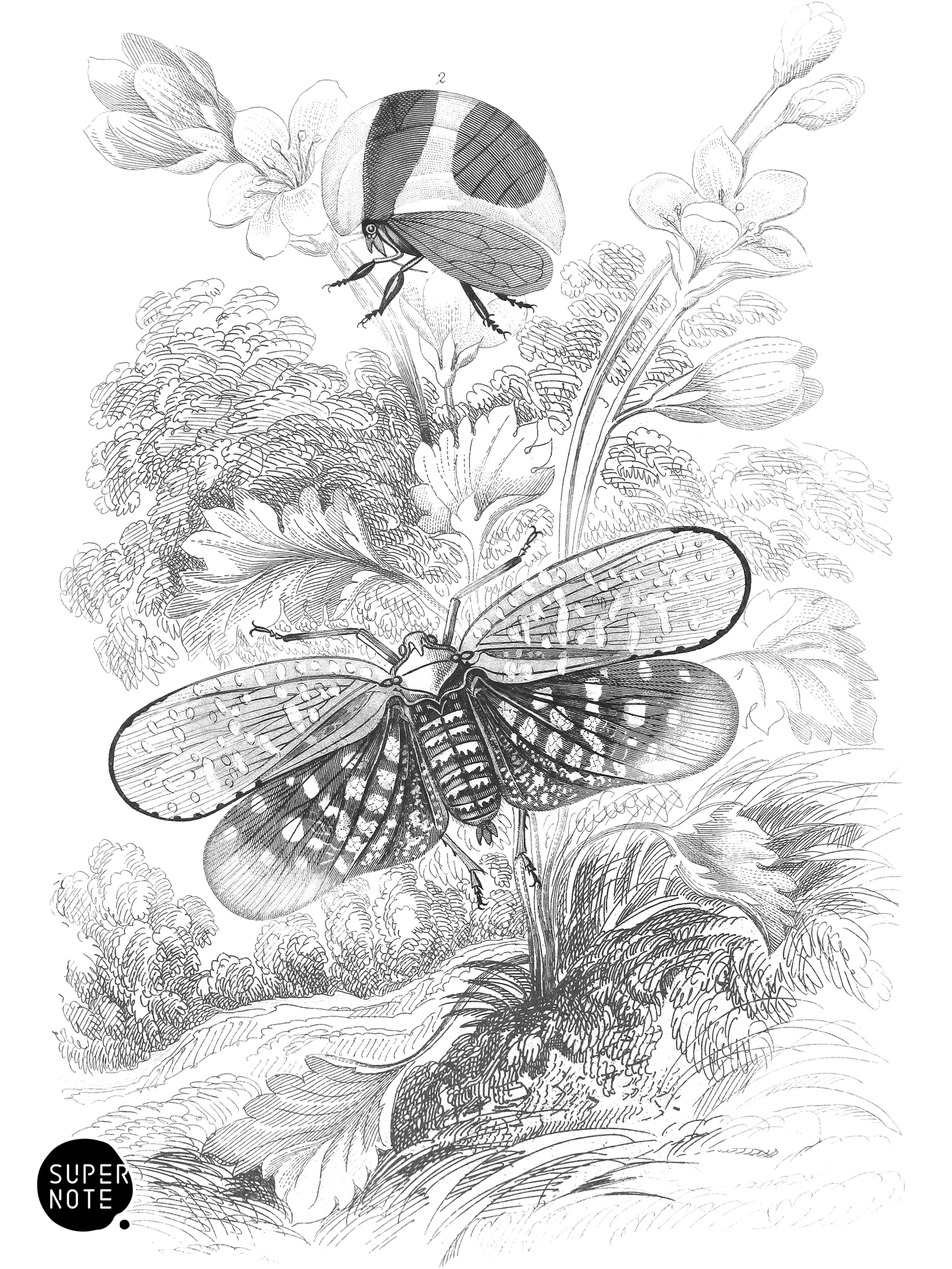 Aphana Submaculata & Membracis Foliata (vol-29 plate-24).png