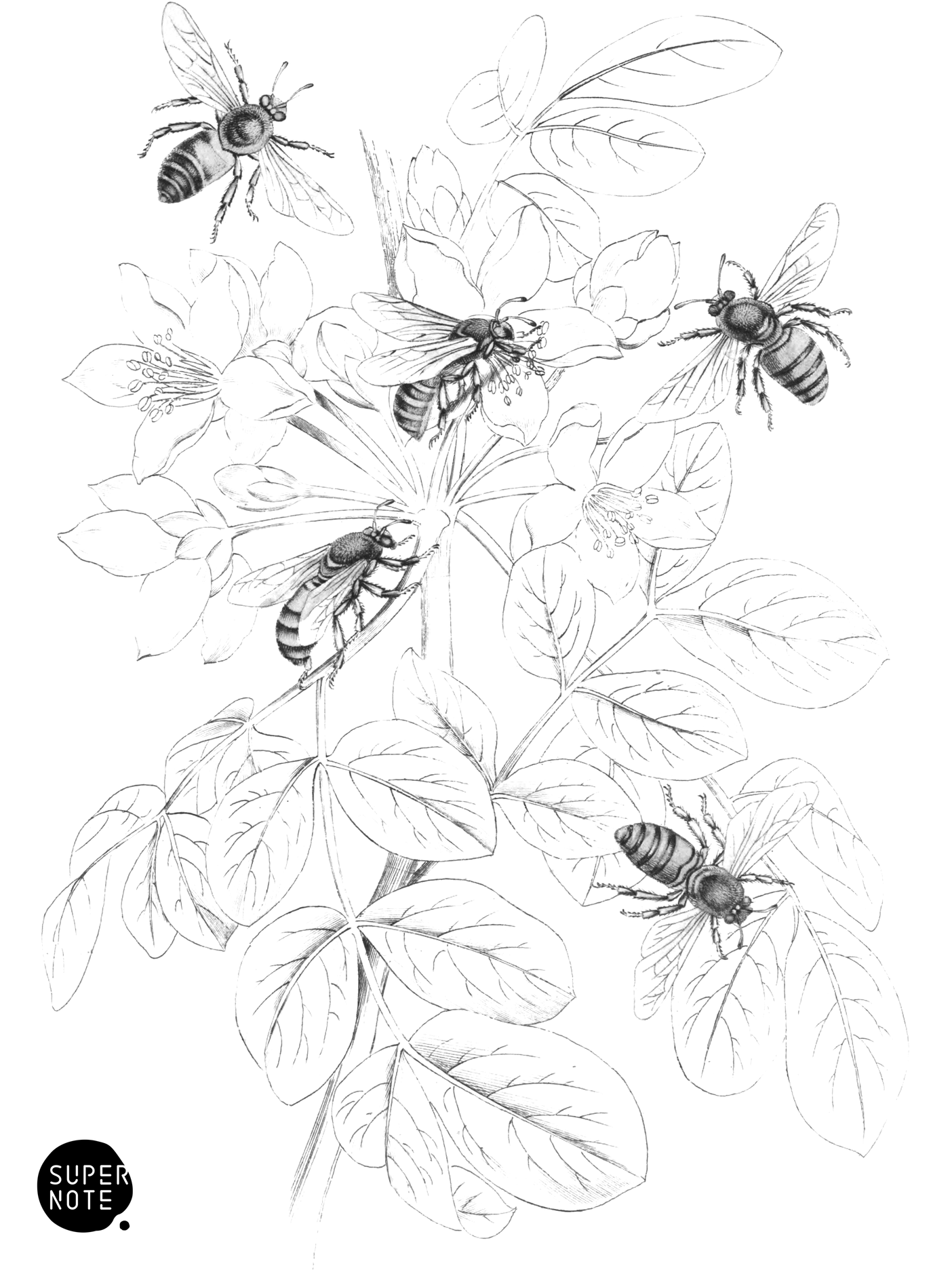 Apis Ligustica (vol-26 plate-24).png