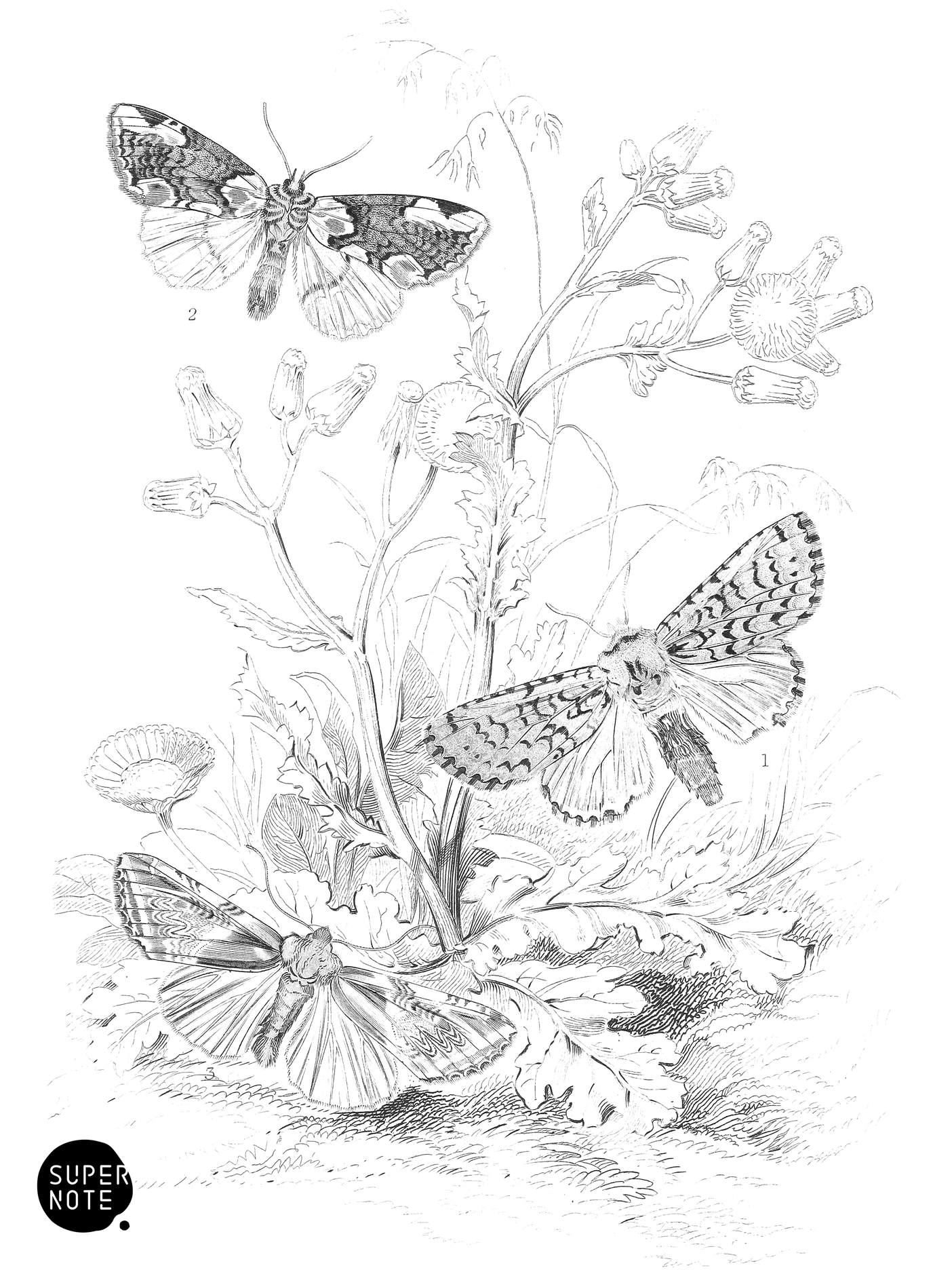 April Miselia, Peach-Blossom Moth & Buff Arches (vol-14 plate-23).png