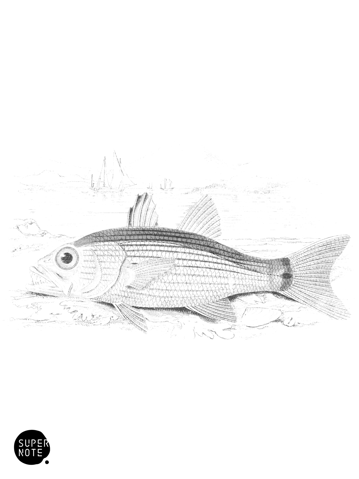 Arabian Cheilodipterus (vol-07 plate-12).png