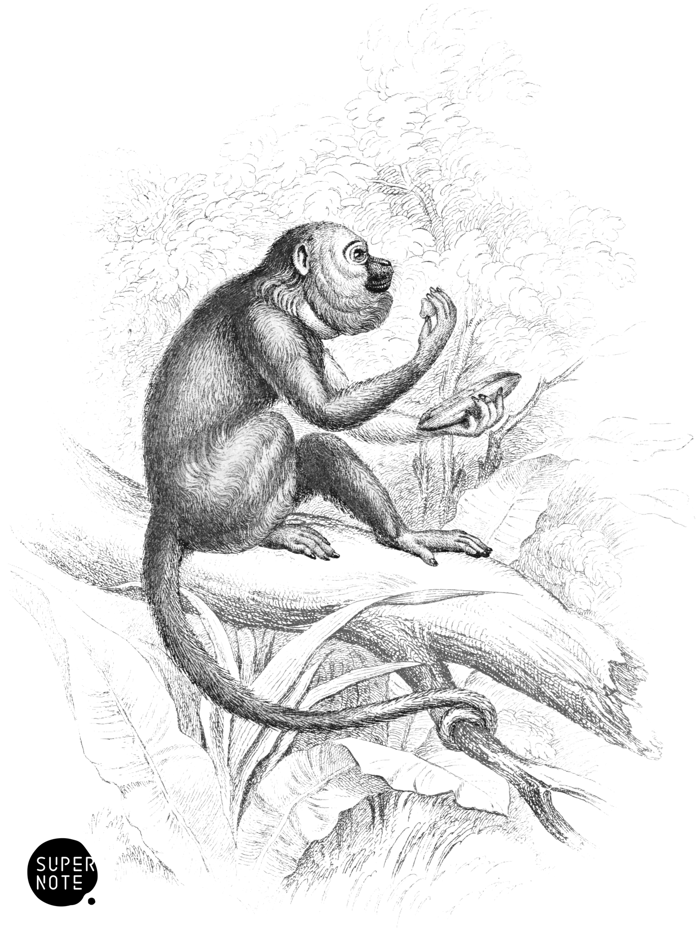 Araguato (vol-02 plate-19-cw).png