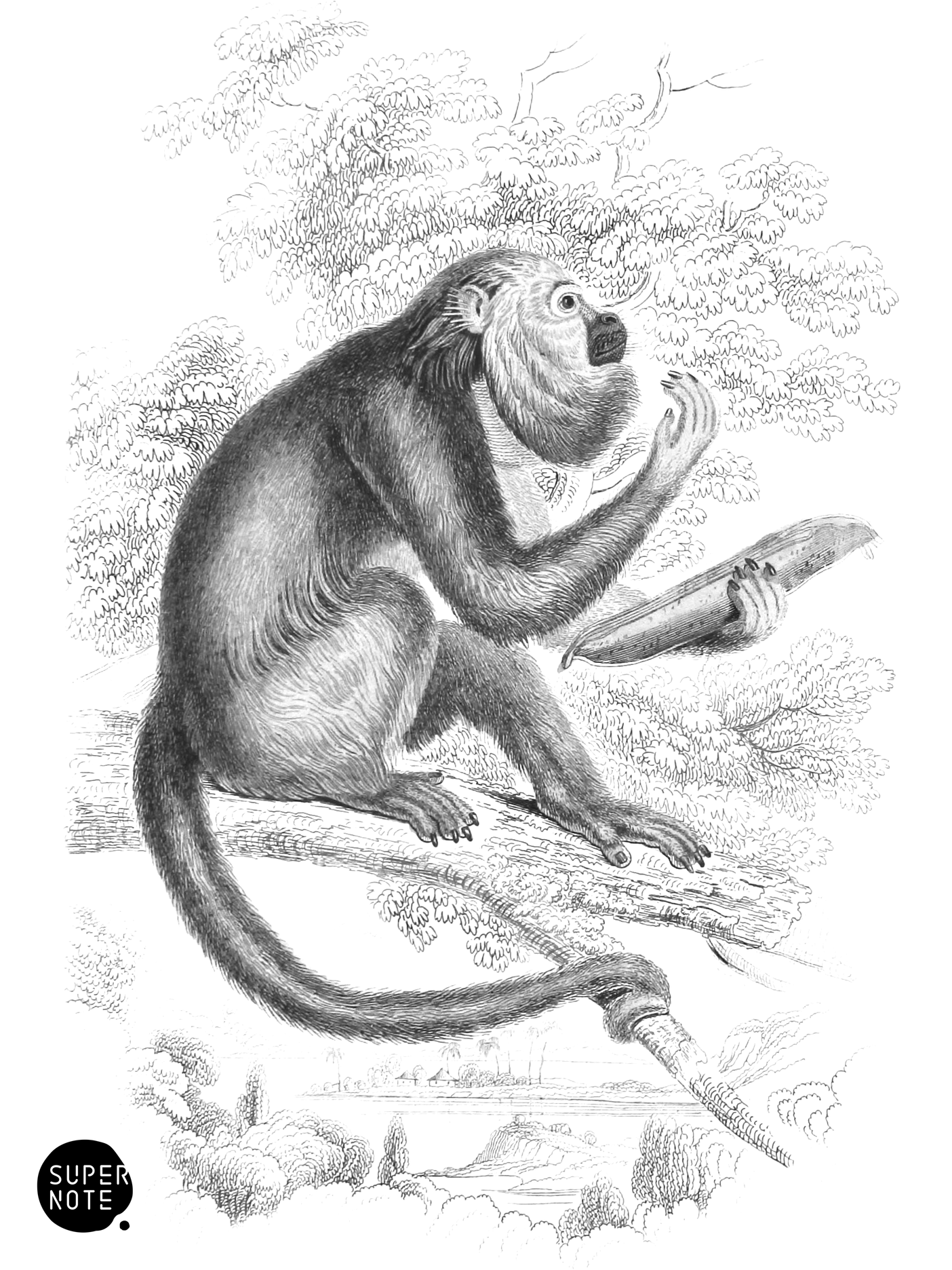 Araguato (vol-02 plate-19-lizars).png