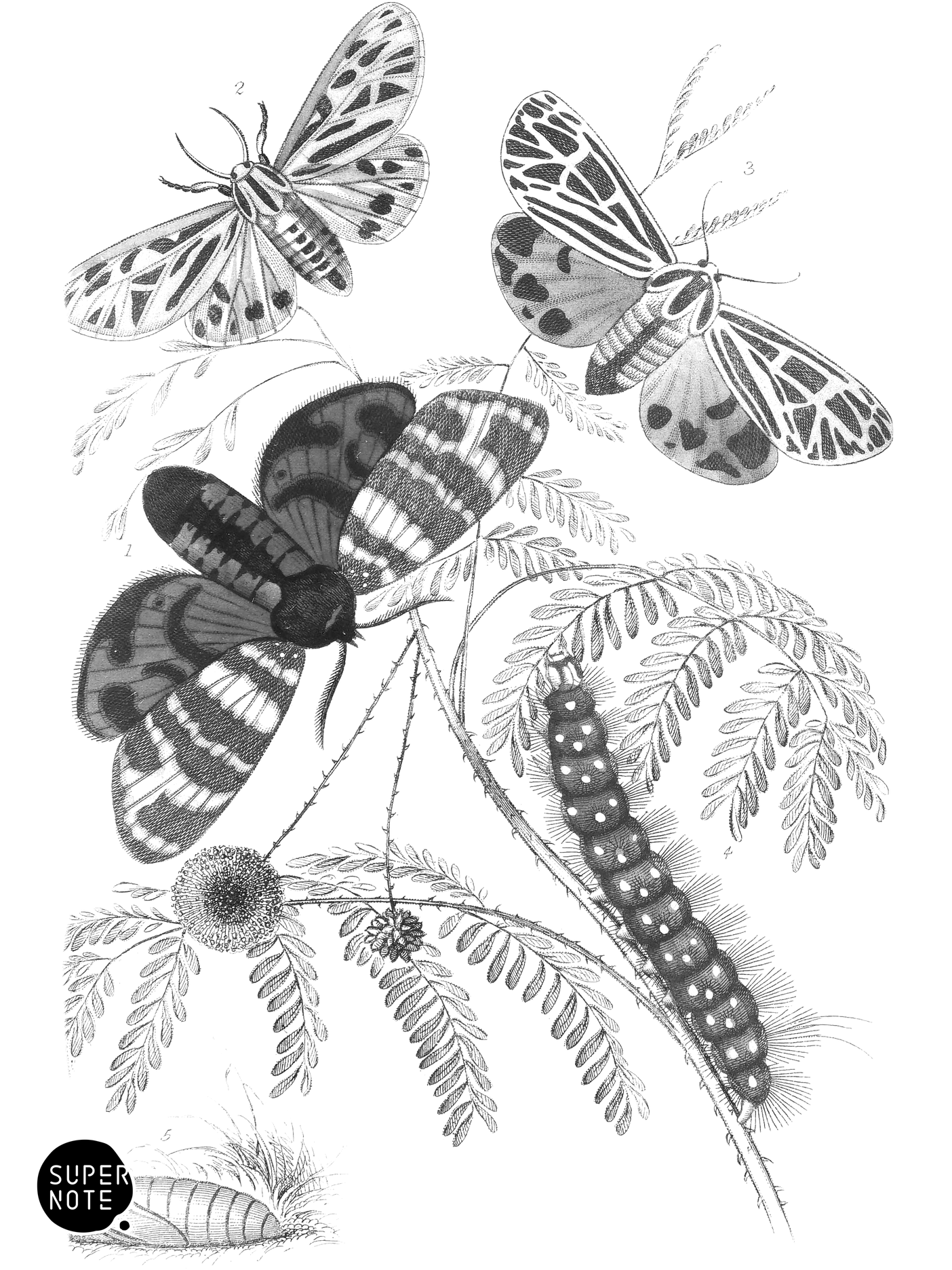 Arctia Hebe, Spilosoma arge & S. Virgo (vol-33 plate-19).png