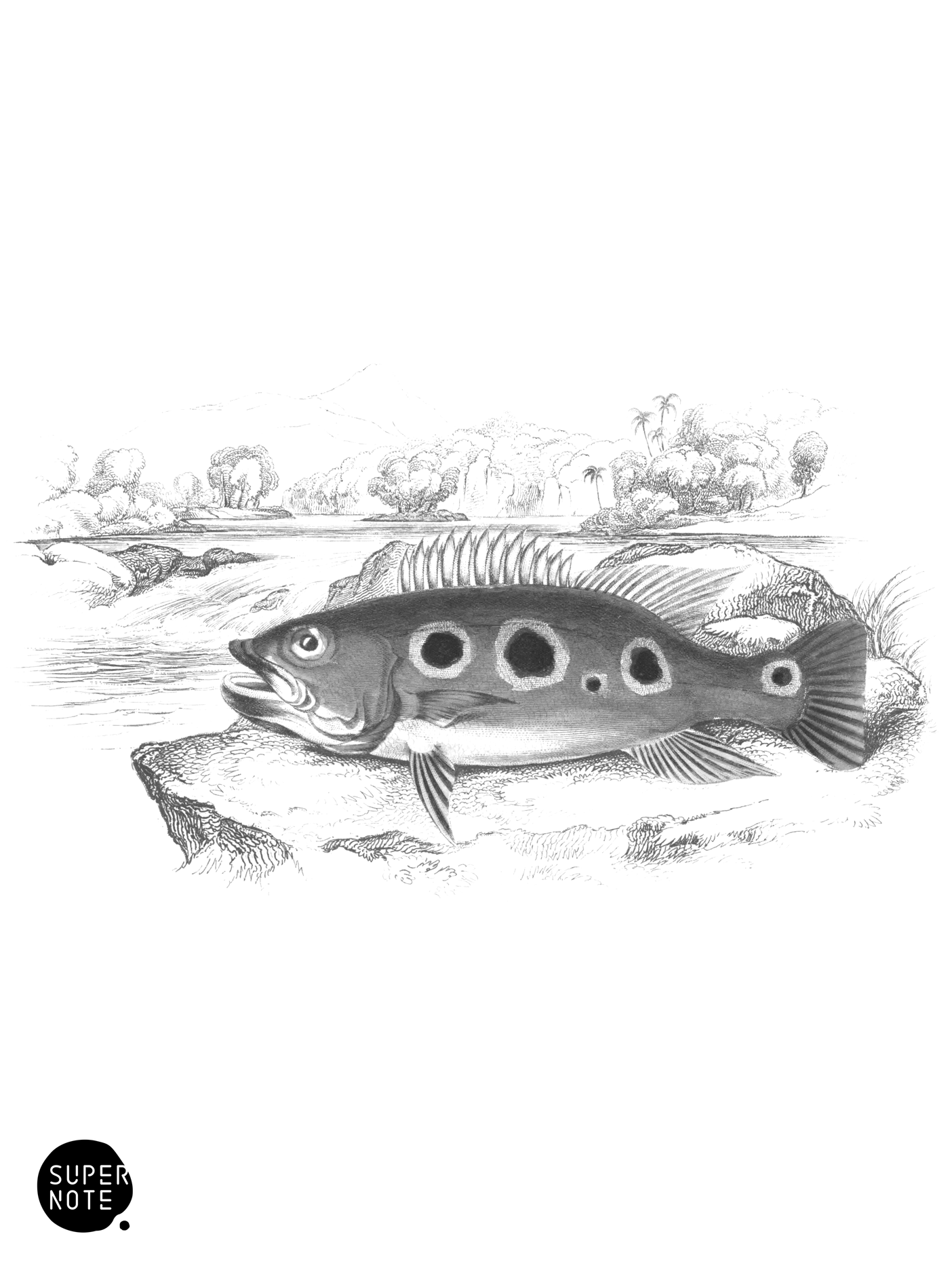 Argus Cychla (vol-38 plate-8).png