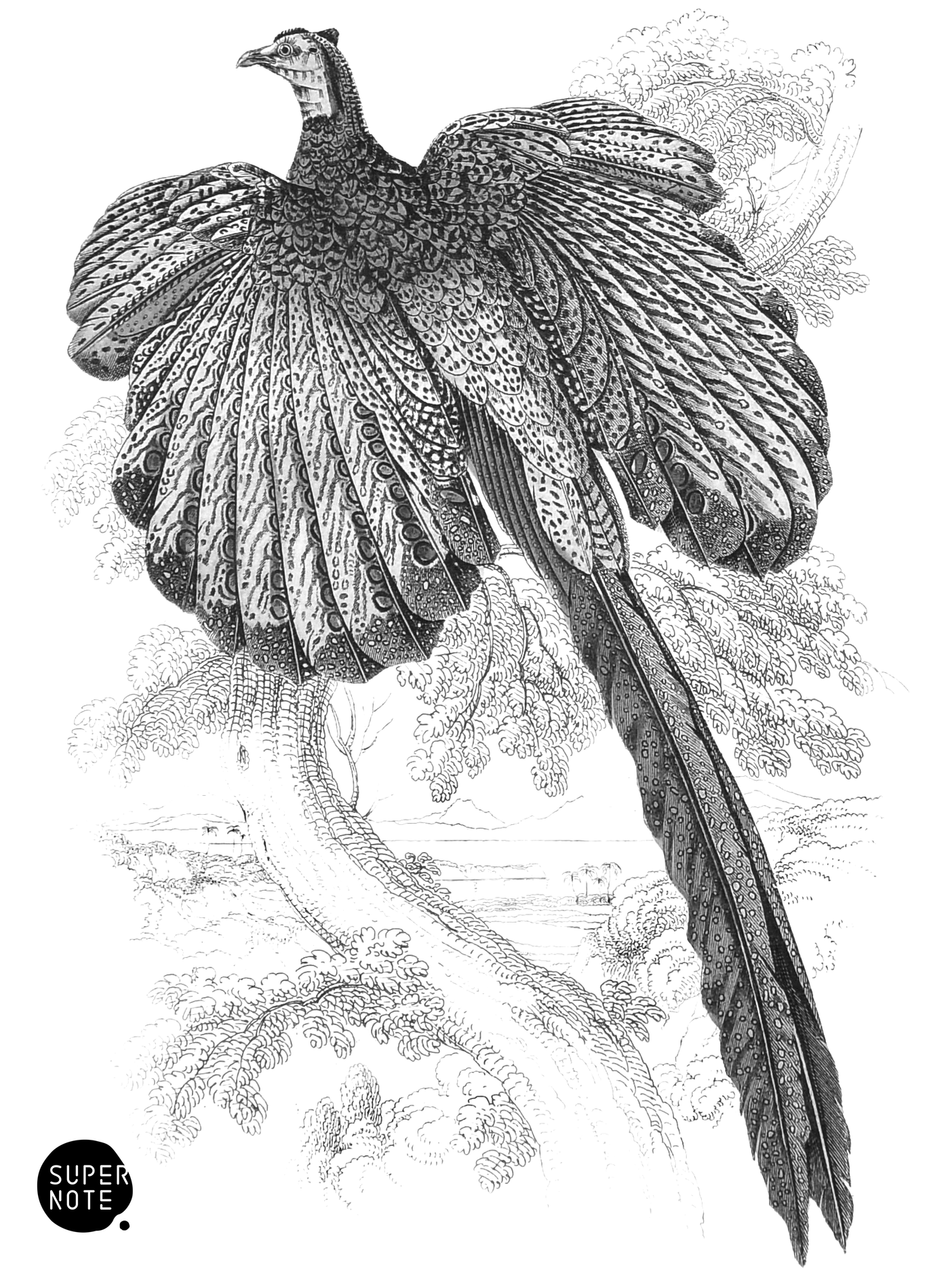 Argus Pheasant, or Gigantic Argus (vol-05 plate-8).png