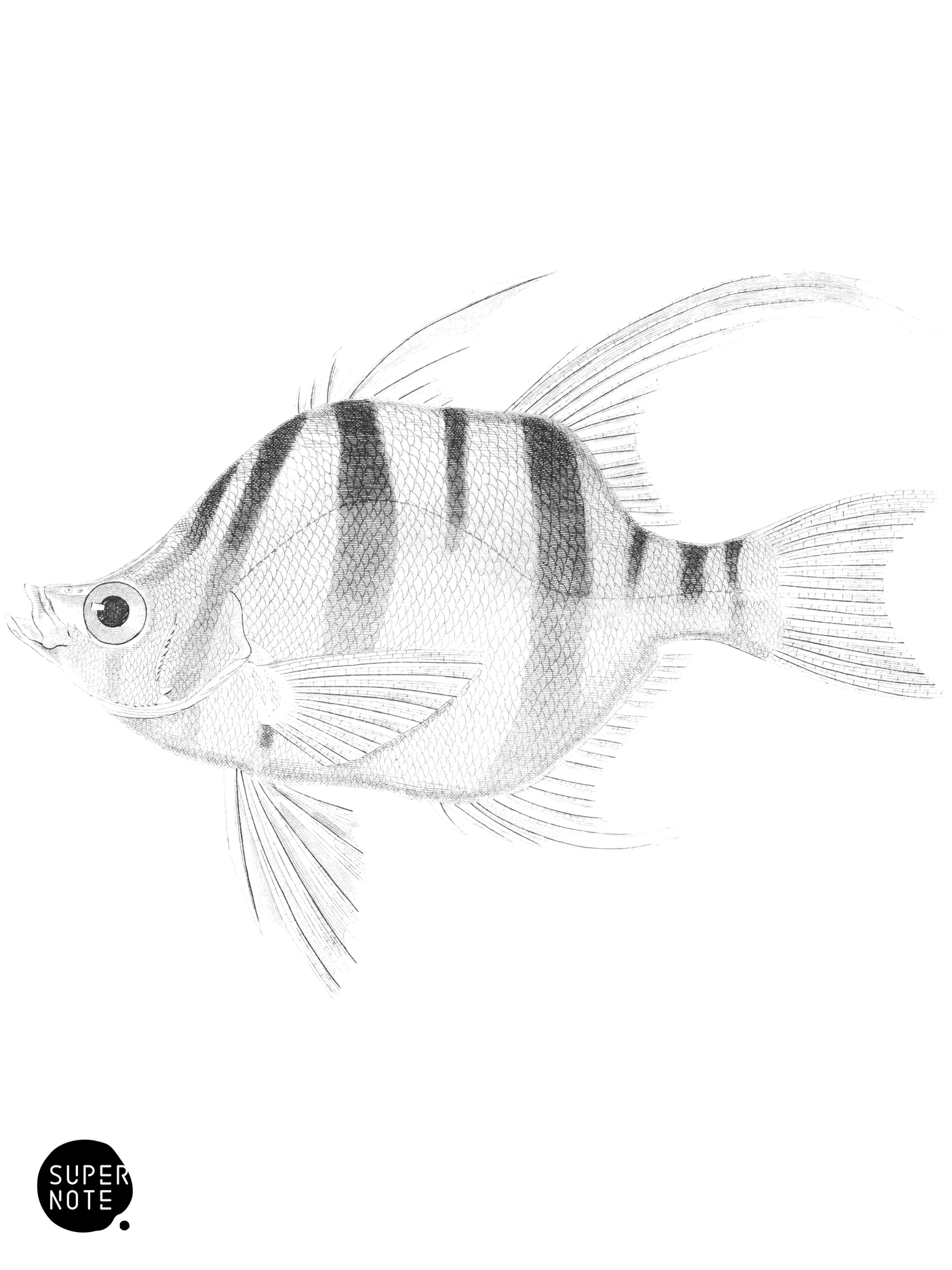 Armed Enoplossus (vol-07 plate-9).png